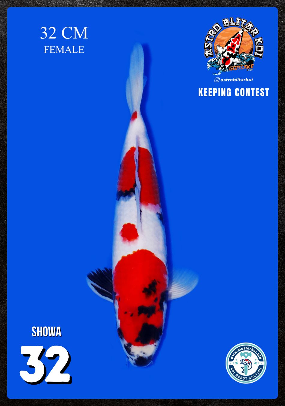 Lelang Koi Online, Jual Beli Ikan Koi, Pusat Jual Beli Koi, Info Lelang Koi Hari Ini, Platform Jual Beli Koi, Jual Beli Ikan Koi Online, Marketplace Ikan Koi, Jual Koi Terbaik, Tempat Beli Koi Berkualitas, Pasar Ikan Koi Online Terpercaya, Penjual Ikan Koi Terpercaya, Beli Koi Hias Online, Ikan Koi untuk Dijual, Koi Kualitas Terbaik, Toko Online Ikan Koi, Koi Hias Untuk Dijual, Jual Beli Ikan Koi Lokal, Koi Indonesia Online, Pusat Jual Beli Koi Terbesar