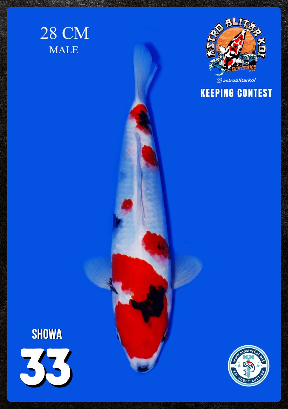 Lelang Koi Online, Jual Beli Ikan Koi, Pusat Jual Beli Koi, Info Lelang Koi Hari Ini, Platform Jual Beli Koi, Jual Beli Ikan Koi Online, Marketplace Ikan Koi, Jual Koi Terbaik, Tempat Beli Koi Berkualitas, Pasar Ikan Koi Online Terpercaya, Penjual Ikan Koi Terpercaya, Beli Koi Hias Online, Ikan Koi untuk Dijual, Koi Kualitas Terbaik, Toko Online Ikan Koi, Koi Hias Untuk Dijual, Jual Beli Ikan Koi Lokal, Koi Indonesia Online, Pusat Jual Beli Koi Terbesar