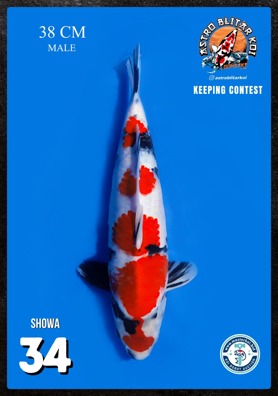 Lelang Koi Online, Jual Beli Ikan Koi, Pusat Jual Beli Koi, Info Lelang Koi Hari Ini, Platform Jual Beli Koi, Jual Beli Ikan Koi Online, Marketplace Ikan Koi, Jual Koi Terbaik, Tempat Beli Koi Berkualitas, Pasar Ikan Koi Online Terpercaya, Penjual Ikan Koi Terpercaya, Beli Koi Hias Online, Ikan Koi untuk Dijual, Koi Kualitas Terbaik, Toko Online Ikan Koi, Koi Hias Untuk Dijual, Jual Beli Ikan Koi Lokal, Koi Indonesia Online, Pusat Jual Beli Koi Terbesar