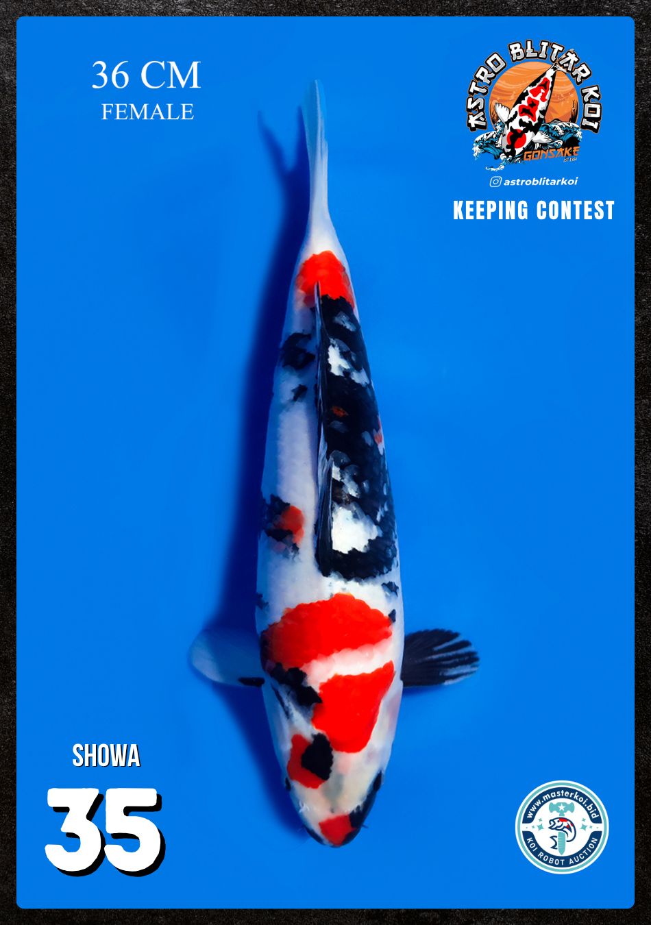 Lelang Koi Online, Jual Beli Ikan Koi, Pusat Jual Beli Koi, Info Lelang Koi Hari Ini, Platform Jual Beli Koi, Jual Beli Ikan Koi Online, Marketplace Ikan Koi, Jual Koi Terbaik, Tempat Beli Koi Berkualitas, Pasar Ikan Koi Online Terpercaya, Penjual Ikan Koi Terpercaya, Beli Koi Hias Online, Ikan Koi untuk Dijual, Koi Kualitas Terbaik, Toko Online Ikan Koi, Koi Hias Untuk Dijual, Jual Beli Ikan Koi Lokal, Koi Indonesia Online, Pusat Jual Beli Koi Terbesar