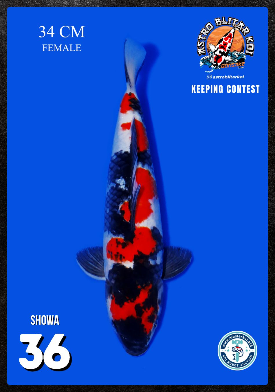 Lelang Koi Online, Jual Beli Ikan Koi, Pusat Jual Beli Koi, Info Lelang Koi Hari Ini, Platform Jual Beli Koi, Jual Beli Ikan Koi Online, Marketplace Ikan Koi, Jual Koi Terbaik, Tempat Beli Koi Berkualitas, Pasar Ikan Koi Online Terpercaya, Penjual Ikan Koi Terpercaya, Beli Koi Hias Online, Ikan Koi untuk Dijual, Koi Kualitas Terbaik, Toko Online Ikan Koi, Koi Hias Untuk Dijual, Jual Beli Ikan Koi Lokal, Koi Indonesia Online, Pusat Jual Beli Koi Terbesar