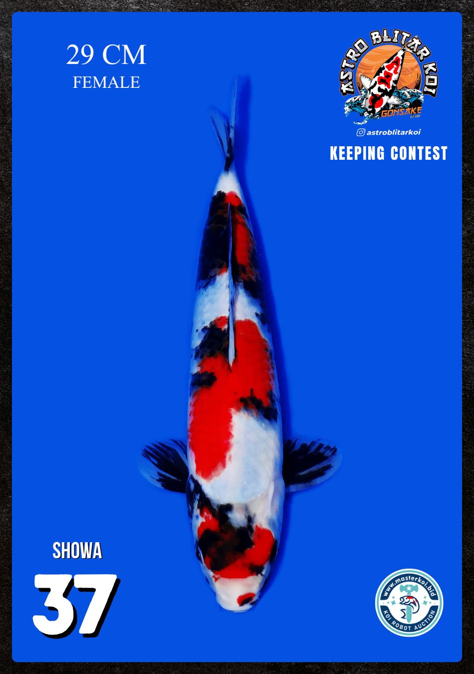 Lelang Koi Online, Jual Beli Ikan Koi, Pusat Jual Beli Koi, Info Lelang Koi Hari Ini, Platform Jual Beli Koi, Jual Beli Ikan Koi Online, Marketplace Ikan Koi, Jual Koi Terbaik, Tempat Beli Koi Berkualitas, Pasar Ikan Koi Online Terpercaya, Penjual Ikan Koi Terpercaya, Beli Koi Hias Online, Ikan Koi untuk Dijual, Koi Kualitas Terbaik, Toko Online Ikan Koi, Koi Hias Untuk Dijual, Jual Beli Ikan Koi Lokal, Koi Indonesia Online, Pusat Jual Beli Koi Terbesar