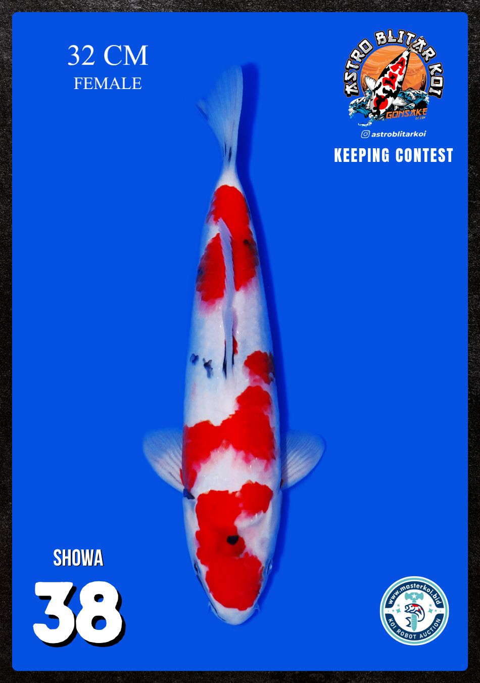 Lelang Koi Online, Jual Beli Ikan Koi, Pusat Jual Beli Koi, Info Lelang Koi Hari Ini, Platform Jual Beli Koi, Jual Beli Ikan Koi Online, Marketplace Ikan Koi, Jual Koi Terbaik, Tempat Beli Koi Berkualitas, Pasar Ikan Koi Online Terpercaya, Penjual Ikan Koi Terpercaya, Beli Koi Hias Online, Ikan Koi untuk Dijual, Koi Kualitas Terbaik, Toko Online Ikan Koi, Koi Hias Untuk Dijual, Jual Beli Ikan Koi Lokal, Koi Indonesia Online, Pusat Jual Beli Koi Terbesar
