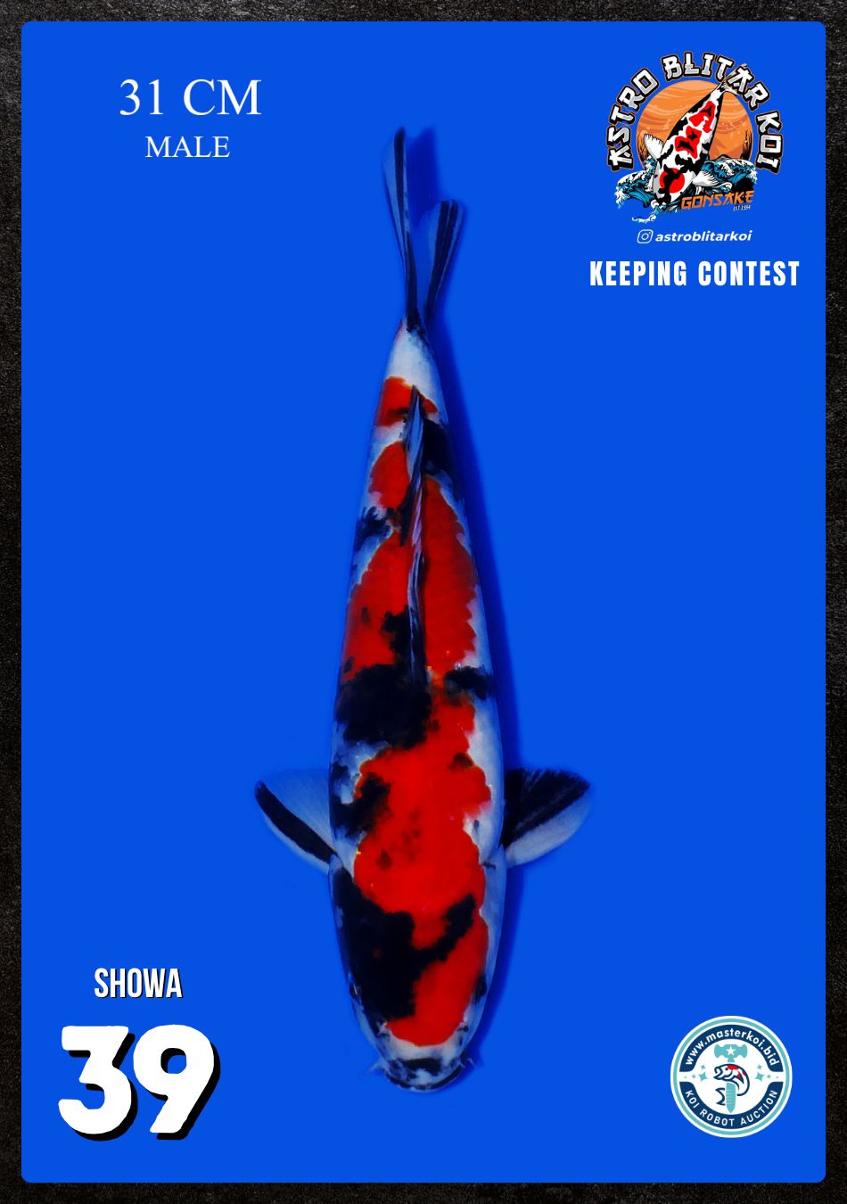 Lelang Koi Online, Jual Beli Ikan Koi, Pusat Jual Beli Koi, Info Lelang Koi Hari Ini, Platform Jual Beli Koi, Jual Beli Ikan Koi Online, Marketplace Ikan Koi, Jual Koi Terbaik, Tempat Beli Koi Berkualitas, Pasar Ikan Koi Online Terpercaya, Penjual Ikan Koi Terpercaya, Beli Koi Hias Online, Ikan Koi untuk Dijual, Koi Kualitas Terbaik, Toko Online Ikan Koi, Koi Hias Untuk Dijual, Jual Beli Ikan Koi Lokal, Koi Indonesia Online, Pusat Jual Beli Koi Terbesar