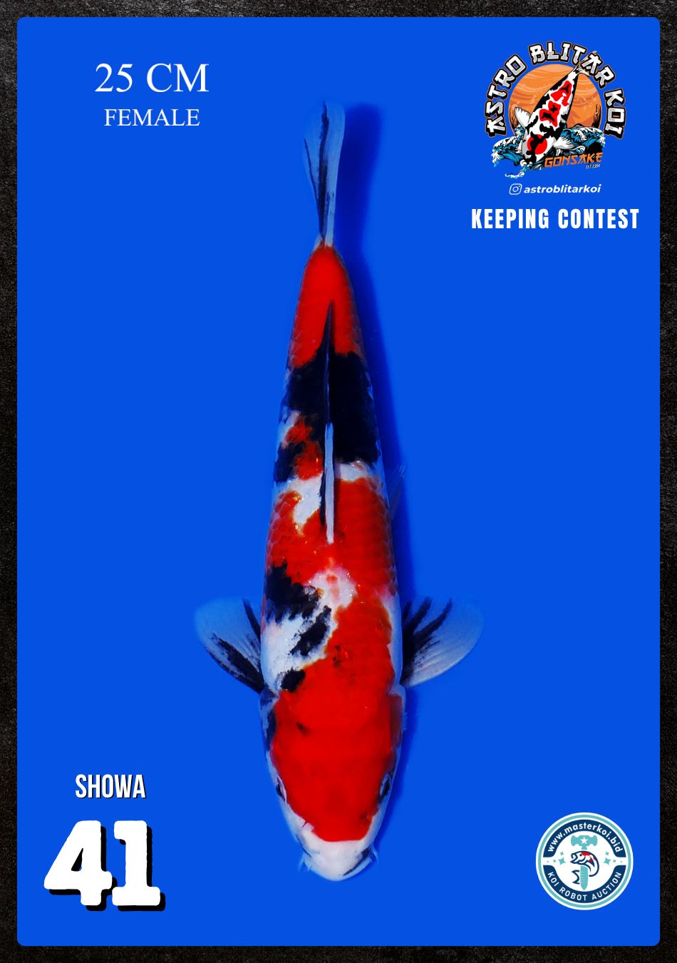 Lelang Koi Online, Jual Beli Ikan Koi, Pusat Jual Beli Koi, Info Lelang Koi Hari Ini, Platform Jual Beli Koi, Jual Beli Ikan Koi Online, Marketplace Ikan Koi, Jual Koi Terbaik, Tempat Beli Koi Berkualitas, Pasar Ikan Koi Online Terpercaya, Penjual Ikan Koi Terpercaya, Beli Koi Hias Online, Ikan Koi untuk Dijual, Koi Kualitas Terbaik, Toko Online Ikan Koi, Koi Hias Untuk Dijual, Jual Beli Ikan Koi Lokal, Koi Indonesia Online, Pusat Jual Beli Koi Terbesar