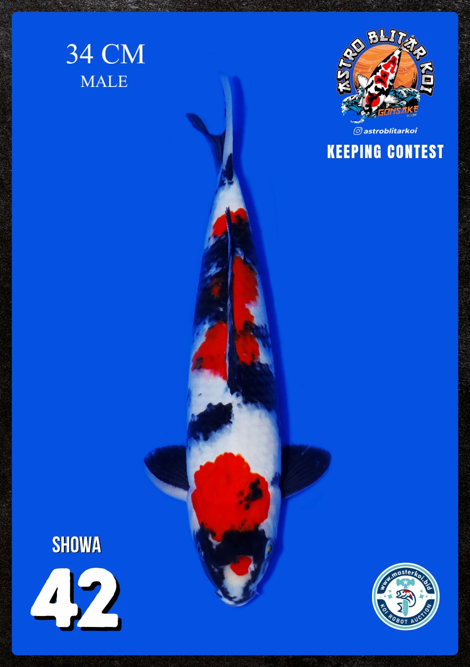 Lelang Koi Online, Jual Beli Ikan Koi, Pusat Jual Beli Koi, Info Lelang Koi Hari Ini, Platform Jual Beli Koi, Jual Beli Ikan Koi Online, Marketplace Ikan Koi, Jual Koi Terbaik, Tempat Beli Koi Berkualitas, Pasar Ikan Koi Online Terpercaya, Penjual Ikan Koi Terpercaya, Beli Koi Hias Online, Ikan Koi untuk Dijual, Koi Kualitas Terbaik, Toko Online Ikan Koi, Koi Hias Untuk Dijual, Jual Beli Ikan Koi Lokal, Koi Indonesia Online, Pusat Jual Beli Koi Terbesar