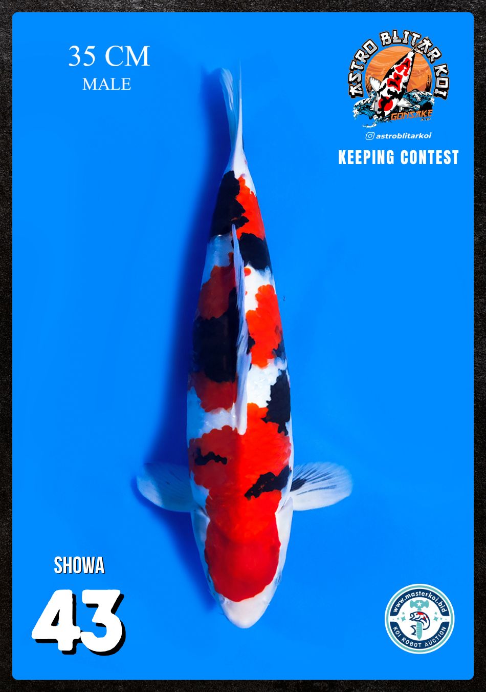 Lelang Koi Online, Jual Beli Ikan Koi, Pusat Jual Beli Koi, Info Lelang Koi Hari Ini, Platform Jual Beli Koi, Jual Beli Ikan Koi Online, Marketplace Ikan Koi, Jual Koi Terbaik, Tempat Beli Koi Berkualitas, Pasar Ikan Koi Online Terpercaya, Penjual Ikan Koi Terpercaya, Beli Koi Hias Online, Ikan Koi untuk Dijual, Koi Kualitas Terbaik, Toko Online Ikan Koi, Koi Hias Untuk Dijual, Jual Beli Ikan Koi Lokal, Koi Indonesia Online, Pusat Jual Beli Koi Terbesar