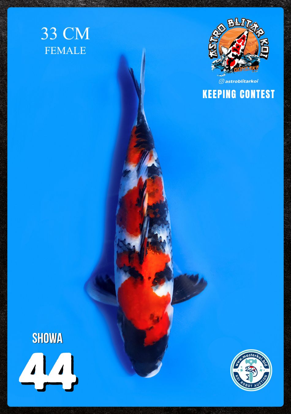 Lelang Koi Online, Jual Beli Ikan Koi, Pusat Jual Beli Koi, Info Lelang Koi Hari Ini, Platform Jual Beli Koi, Jual Beli Ikan Koi Online, Marketplace Ikan Koi, Jual Koi Terbaik, Tempat Beli Koi Berkualitas, Pasar Ikan Koi Online Terpercaya, Penjual Ikan Koi Terpercaya, Beli Koi Hias Online, Ikan Koi untuk Dijual, Koi Kualitas Terbaik, Toko Online Ikan Koi, Koi Hias Untuk Dijual, Jual Beli Ikan Koi Lokal, Koi Indonesia Online, Pusat Jual Beli Koi Terbesar