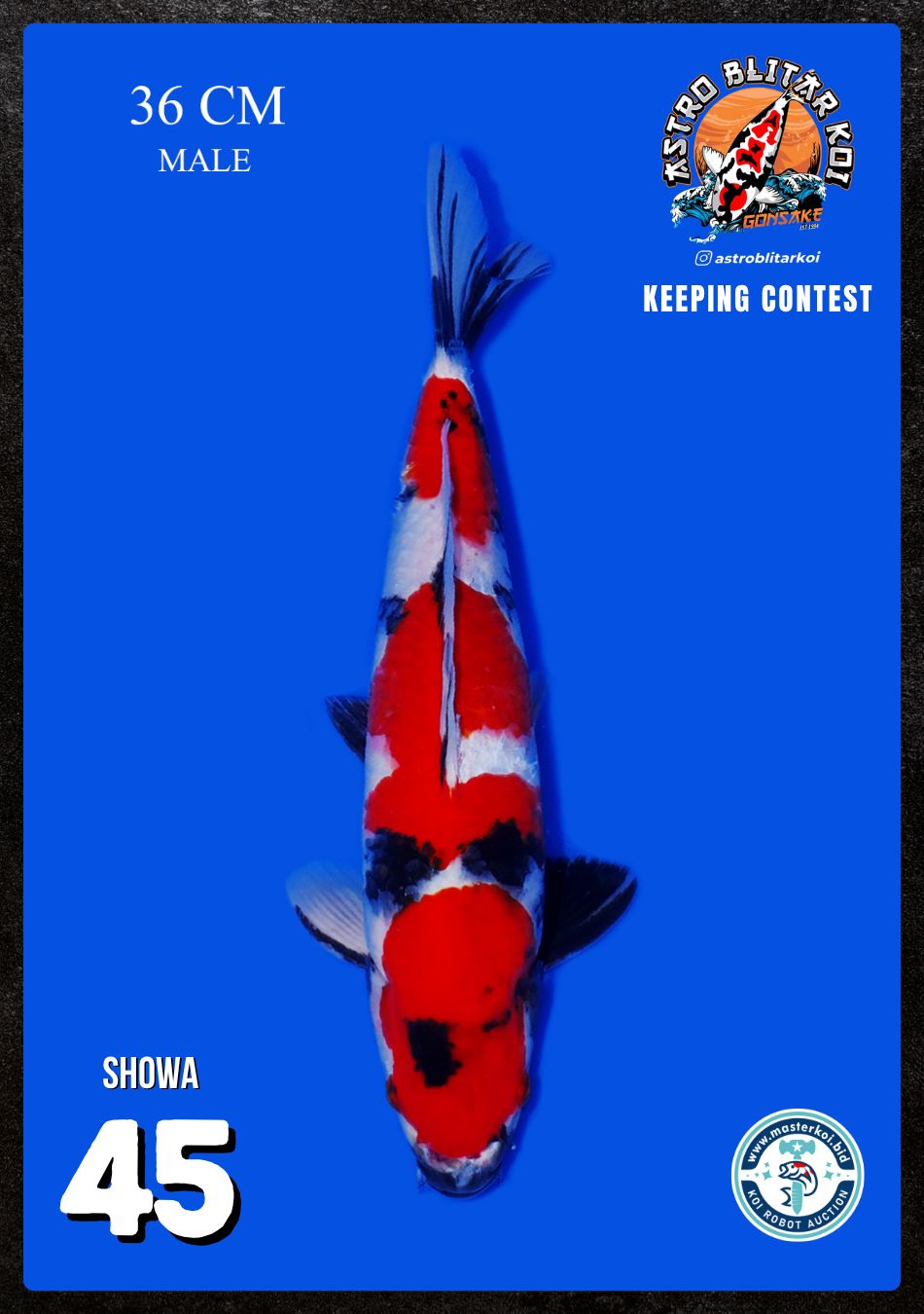 Lelang Koi Online, Jual Beli Ikan Koi, Pusat Jual Beli Koi, Info Lelang Koi Hari Ini, Platform Jual Beli Koi, Jual Beli Ikan Koi Online, Marketplace Ikan Koi, Jual Koi Terbaik, Tempat Beli Koi Berkualitas, Pasar Ikan Koi Online Terpercaya, Penjual Ikan Koi Terpercaya, Beli Koi Hias Online, Ikan Koi untuk Dijual, Koi Kualitas Terbaik, Toko Online Ikan Koi, Koi Hias Untuk Dijual, Jual Beli Ikan Koi Lokal, Koi Indonesia Online, Pusat Jual Beli Koi Terbesar