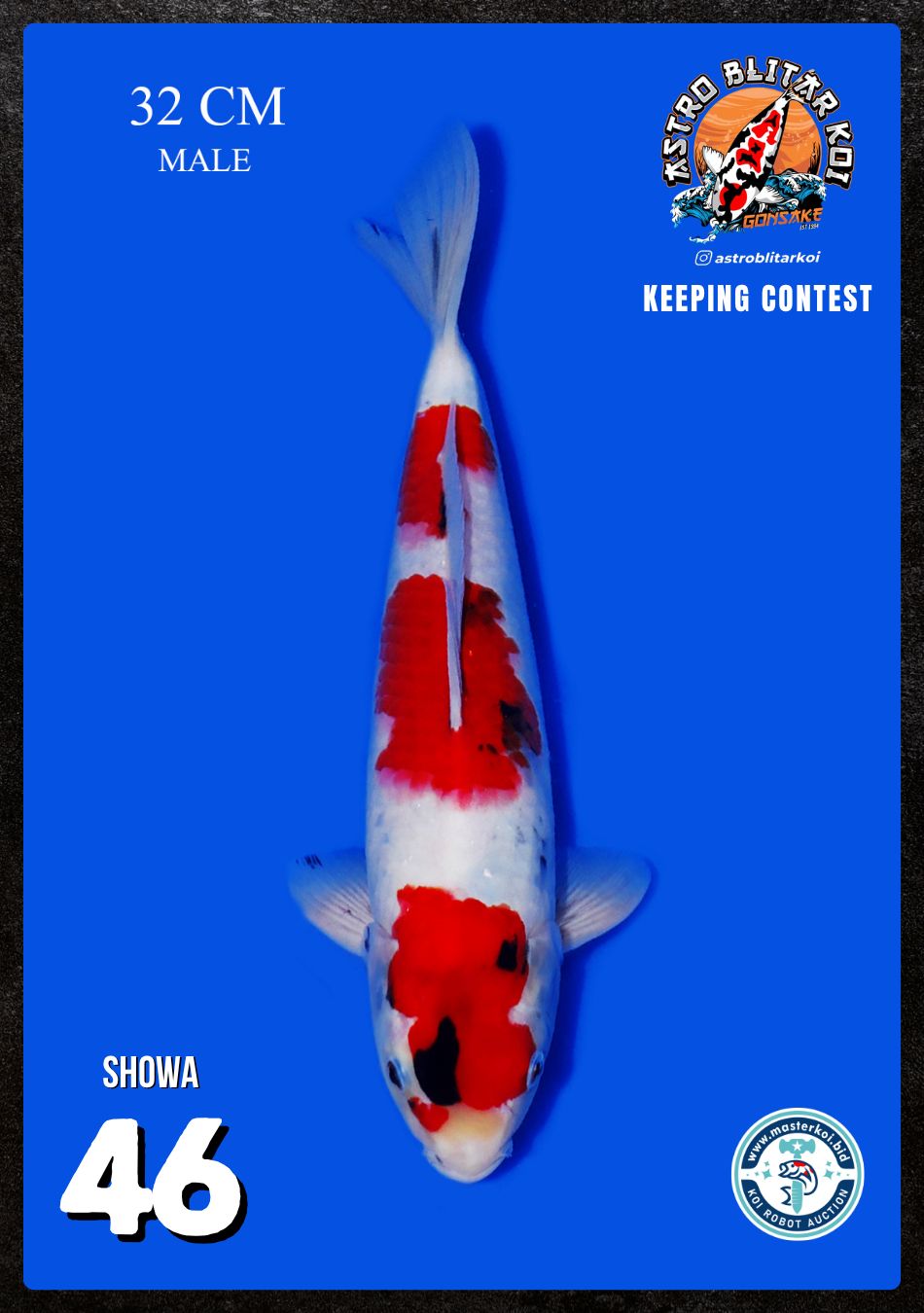Lelang Koi Online, Jual Beli Ikan Koi, Pusat Jual Beli Koi, Info Lelang Koi Hari Ini, Platform Jual Beli Koi, Jual Beli Ikan Koi Online, Marketplace Ikan Koi, Jual Koi Terbaik, Tempat Beli Koi Berkualitas, Pasar Ikan Koi Online Terpercaya, Penjual Ikan Koi Terpercaya, Beli Koi Hias Online, Ikan Koi untuk Dijual, Koi Kualitas Terbaik, Toko Online Ikan Koi, Koi Hias Untuk Dijual, Jual Beli Ikan Koi Lokal, Koi Indonesia Online, Pusat Jual Beli Koi Terbesar