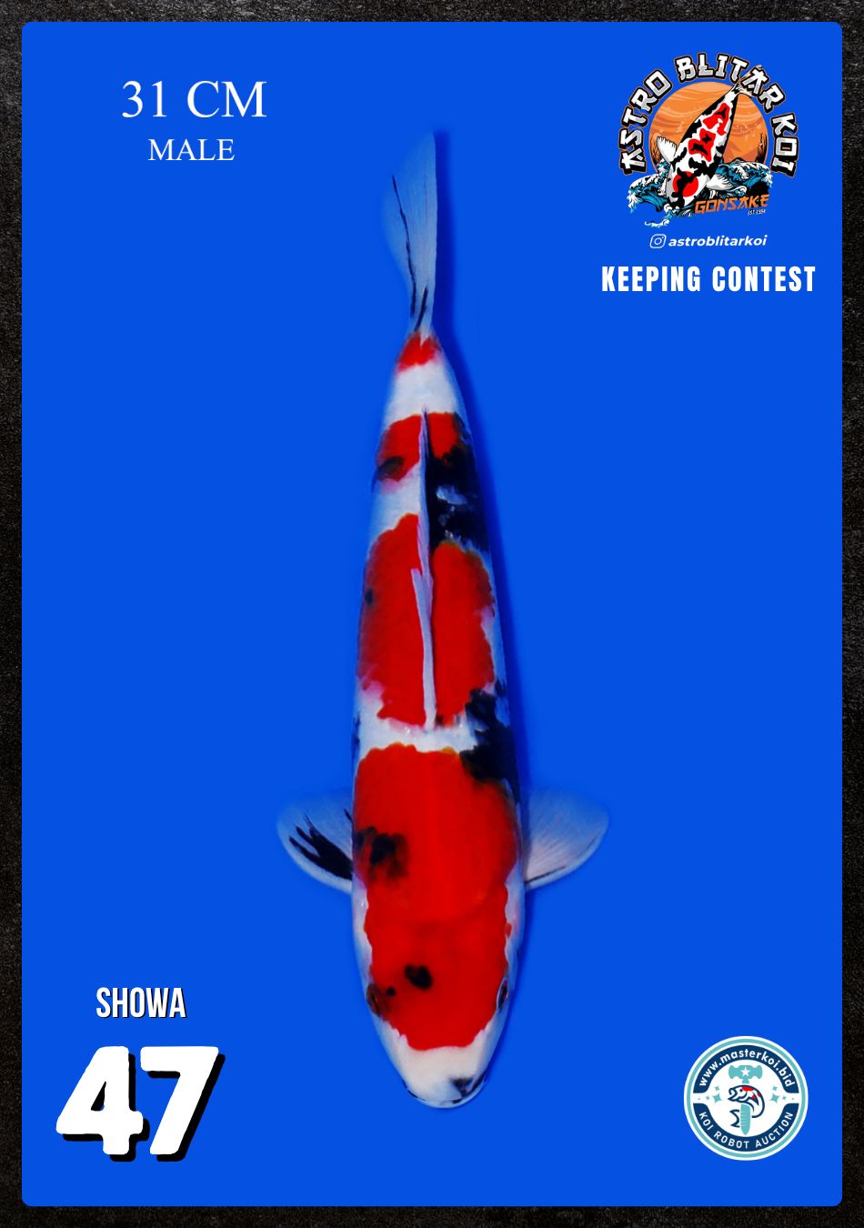 Lelang Koi Online, Jual Beli Ikan Koi, Pusat Jual Beli Koi, Info Lelang Koi Hari Ini, Platform Jual Beli Koi, Jual Beli Ikan Koi Online, Marketplace Ikan Koi, Jual Koi Terbaik, Tempat Beli Koi Berkualitas, Pasar Ikan Koi Online Terpercaya, Penjual Ikan Koi Terpercaya, Beli Koi Hias Online, Ikan Koi untuk Dijual, Koi Kualitas Terbaik, Toko Online Ikan Koi, Koi Hias Untuk Dijual, Jual Beli Ikan Koi Lokal, Koi Indonesia Online, Pusat Jual Beli Koi Terbesar