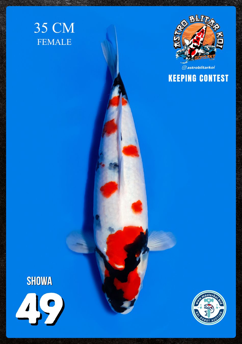 Lelang Koi Online, Jual Beli Ikan Koi, Pusat Jual Beli Koi, Info Lelang Koi Hari Ini, Platform Jual Beli Koi, Jual Beli Ikan Koi Online, Marketplace Ikan Koi, Jual Koi Terbaik, Tempat Beli Koi Berkualitas, Pasar Ikan Koi Online Terpercaya, Penjual Ikan Koi Terpercaya, Beli Koi Hias Online, Ikan Koi untuk Dijual, Koi Kualitas Terbaik, Toko Online Ikan Koi, Koi Hias Untuk Dijual, Jual Beli Ikan Koi Lokal, Koi Indonesia Online, Pusat Jual Beli Koi Terbesar