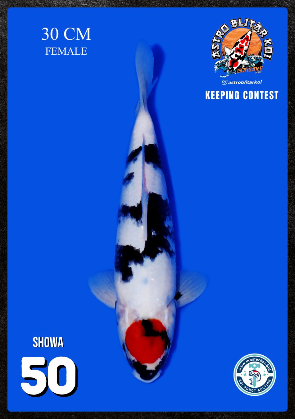 Lelang Koi Online, Jual Beli Ikan Koi, Pusat Jual Beli Koi, Info Lelang Koi Hari Ini, Platform Jual Beli Koi, Jual Beli Ikan Koi Online, Marketplace Ikan Koi, Jual Koi Terbaik, Tempat Beli Koi Berkualitas, Pasar Ikan Koi Online Terpercaya, Penjual Ikan Koi Terpercaya, Beli Koi Hias Online, Ikan Koi untuk Dijual, Koi Kualitas Terbaik, Toko Online Ikan Koi, Koi Hias Untuk Dijual, Jual Beli Ikan Koi Lokal, Koi Indonesia Online, Pusat Jual Beli Koi Terbesar