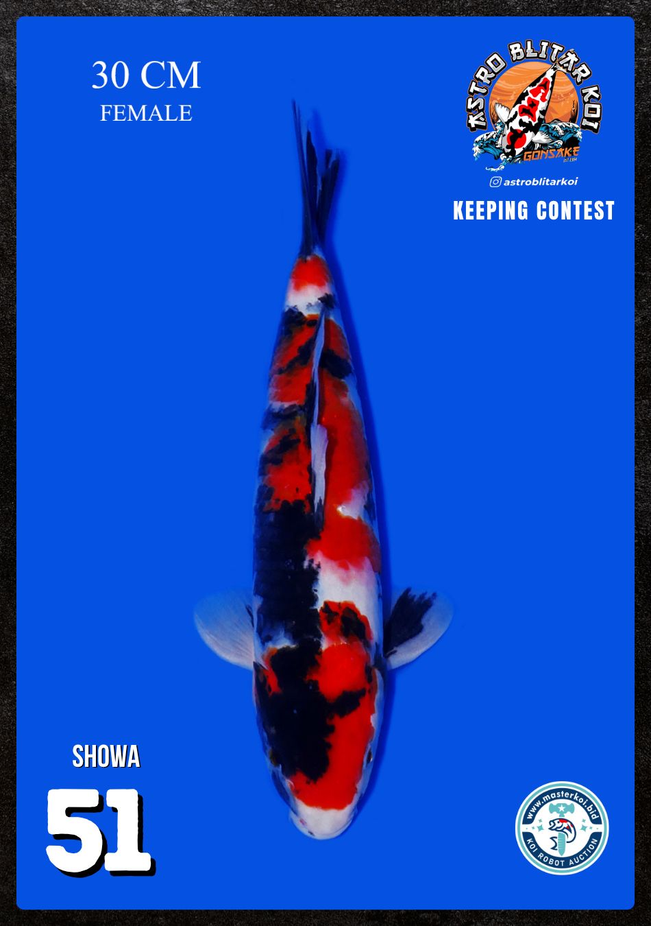 Lelang Koi Online, Jual Beli Ikan Koi, Pusat Jual Beli Koi, Info Lelang Koi Hari Ini, Platform Jual Beli Koi, Jual Beli Ikan Koi Online, Marketplace Ikan Koi, Jual Koi Terbaik, Tempat Beli Koi Berkualitas, Pasar Ikan Koi Online Terpercaya, Penjual Ikan Koi Terpercaya, Beli Koi Hias Online, Ikan Koi untuk Dijual, Koi Kualitas Terbaik, Toko Online Ikan Koi, Koi Hias Untuk Dijual, Jual Beli Ikan Koi Lokal, Koi Indonesia Online, Pusat Jual Beli Koi Terbesar