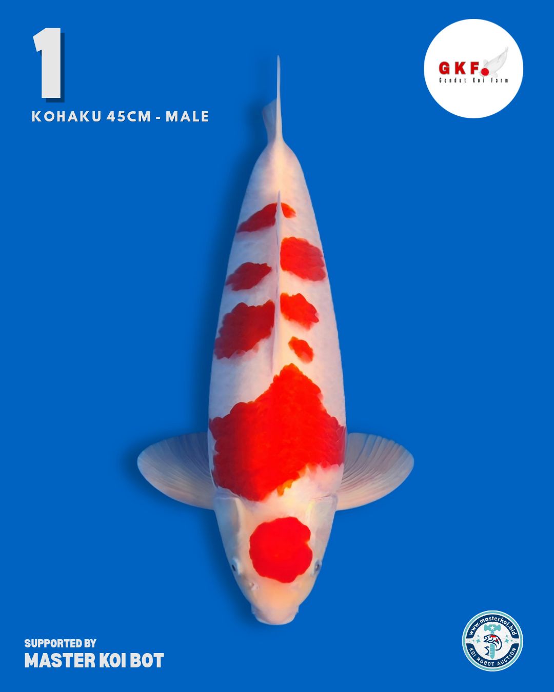 Lelang Koi Online, Jual Beli Ikan Koi, Pusat Jual Beli Koi, Info Lelang Koi Hari Ini, Platform Jual Beli Koi, Jual Beli Ikan Koi Online, Marketplace Ikan Koi, Jual Koi Terbaik, Tempat Beli Koi Berkualitas, Pasar Ikan Koi Online Terpercaya, Penjual Ikan Koi Terpercaya, Beli Koi Hias Online, Ikan Koi untuk Dijual, Koi Kualitas Terbaik, Toko Online Ikan Koi, Koi Hias Untuk Dijual, Jual Beli Ikan Koi Lokal, Koi Indonesia Online, Pusat Jual Beli Koi Terbesar