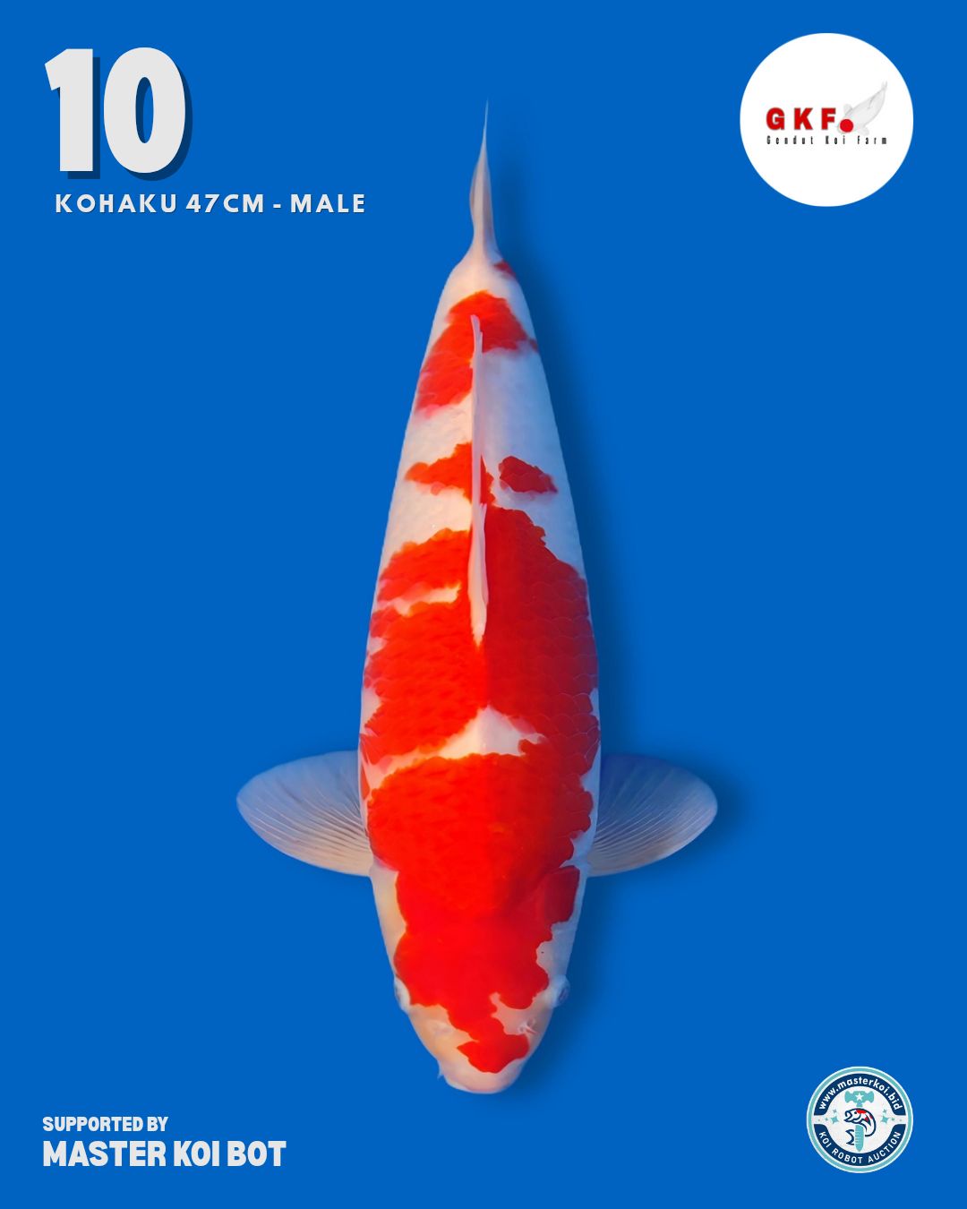 Lelang Koi Online, Jual Beli Ikan Koi, Pusat Jual Beli Koi, Info Lelang Koi Hari Ini, Platform Jual Beli Koi, Jual Beli Ikan Koi Online, Marketplace Ikan Koi, Jual Koi Terbaik, Tempat Beli Koi Berkualitas, Pasar Ikan Koi Online Terpercaya, Penjual Ikan Koi Terpercaya, Beli Koi Hias Online, Ikan Koi untuk Dijual, Koi Kualitas Terbaik, Toko Online Ikan Koi, Koi Hias Untuk Dijual, Jual Beli Ikan Koi Lokal, Koi Indonesia Online, Pusat Jual Beli Koi Terbesar
