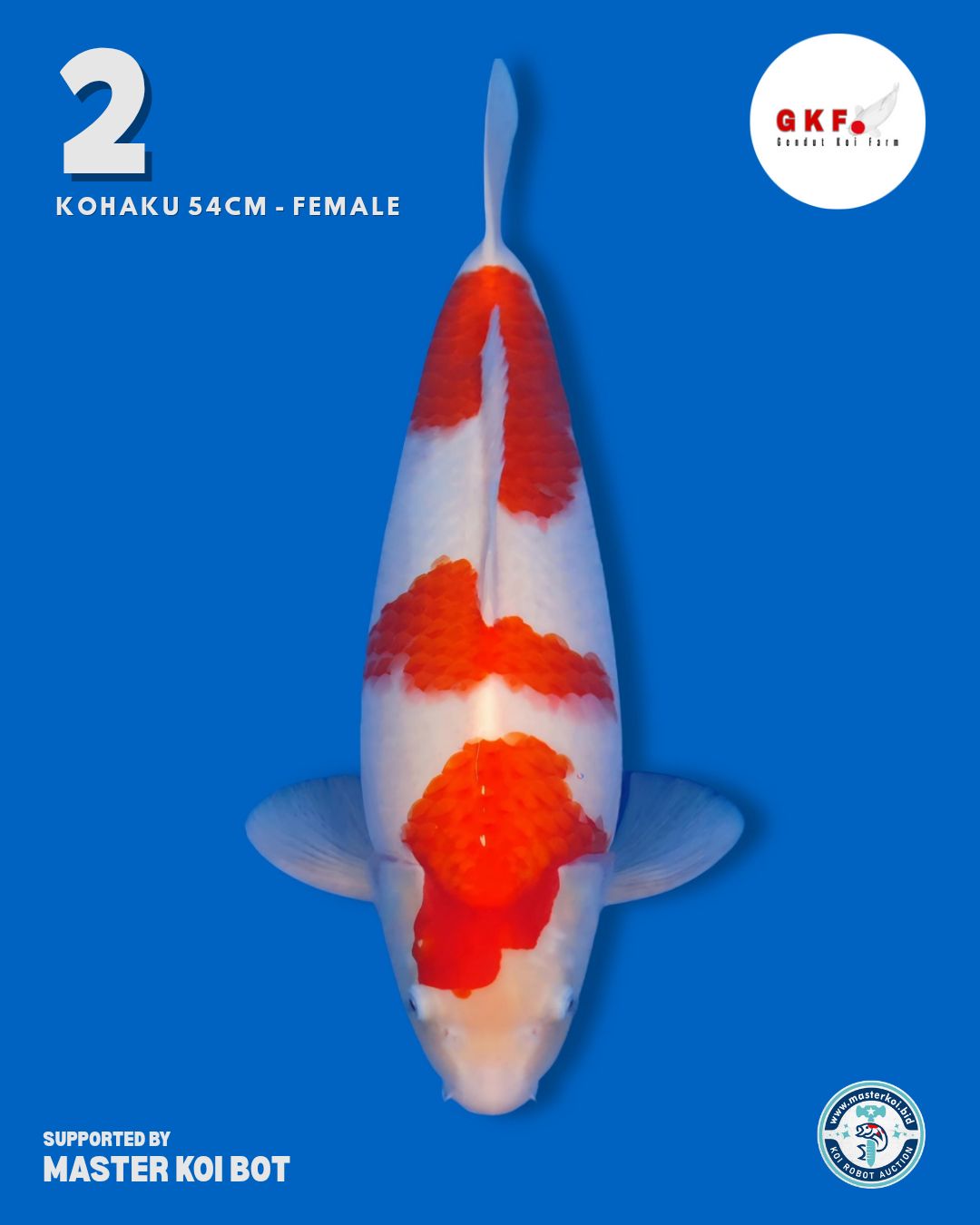 Lelang Koi Online, Jual Beli Ikan Koi, Pusat Jual Beli Koi, Info Lelang Koi Hari Ini, Platform Jual Beli Koi, Jual Beli Ikan Koi Online, Marketplace Ikan Koi, Jual Koi Terbaik, Tempat Beli Koi Berkualitas, Pasar Ikan Koi Online Terpercaya, Penjual Ikan Koi Terpercaya, Beli Koi Hias Online, Ikan Koi untuk Dijual, Koi Kualitas Terbaik, Toko Online Ikan Koi, Koi Hias Untuk Dijual, Jual Beli Ikan Koi Lokal, Koi Indonesia Online, Pusat Jual Beli Koi Terbesar
