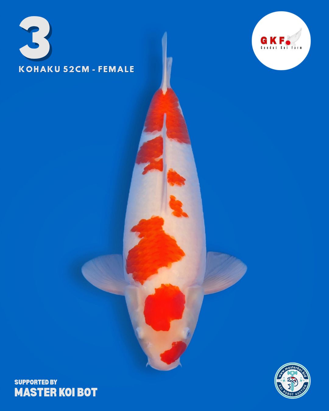 Lelang Koi Online, Jual Beli Ikan Koi, Pusat Jual Beli Koi, Info Lelang Koi Hari Ini, Platform Jual Beli Koi, Jual Beli Ikan Koi Online, Marketplace Ikan Koi, Jual Koi Terbaik, Tempat Beli Koi Berkualitas, Pasar Ikan Koi Online Terpercaya, Penjual Ikan Koi Terpercaya, Beli Koi Hias Online, Ikan Koi untuk Dijual, Koi Kualitas Terbaik, Toko Online Ikan Koi, Koi Hias Untuk Dijual, Jual Beli Ikan Koi Lokal, Koi Indonesia Online, Pusat Jual Beli Koi Terbesar