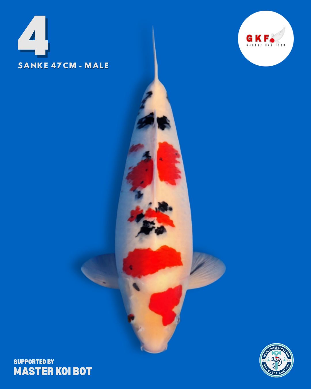 Lelang Koi Online, Jual Beli Ikan Koi, Pusat Jual Beli Koi, Info Lelang Koi Hari Ini, Platform Jual Beli Koi, Jual Beli Ikan Koi Online, Marketplace Ikan Koi, Jual Koi Terbaik, Tempat Beli Koi Berkualitas, Pasar Ikan Koi Online Terpercaya, Penjual Ikan Koi Terpercaya, Beli Koi Hias Online, Ikan Koi untuk Dijual, Koi Kualitas Terbaik, Toko Online Ikan Koi, Koi Hias Untuk Dijual, Jual Beli Ikan Koi Lokal, Koi Indonesia Online, Pusat Jual Beli Koi Terbesar