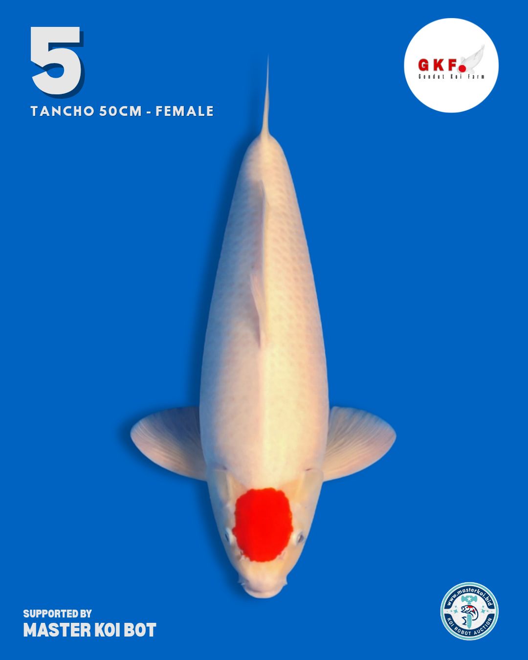 Lelang Koi Online, Jual Beli Ikan Koi, Pusat Jual Beli Koi, Info Lelang Koi Hari Ini, Platform Jual Beli Koi, Jual Beli Ikan Koi Online, Marketplace Ikan Koi, Jual Koi Terbaik, Tempat Beli Koi Berkualitas, Pasar Ikan Koi Online Terpercaya, Penjual Ikan Koi Terpercaya, Beli Koi Hias Online, Ikan Koi untuk Dijual, Koi Kualitas Terbaik, Toko Online Ikan Koi, Koi Hias Untuk Dijual, Jual Beli Ikan Koi Lokal, Koi Indonesia Online, Pusat Jual Beli Koi Terbesar