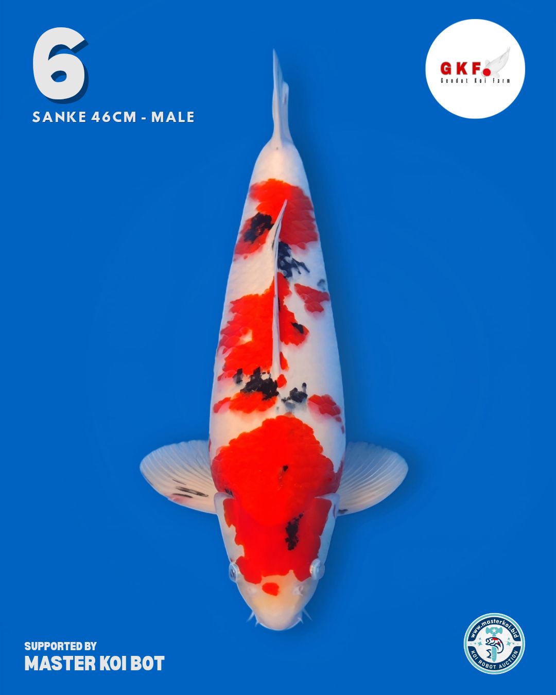 Lelang Koi Online, Jual Beli Ikan Koi, Pusat Jual Beli Koi, Info Lelang Koi Hari Ini, Platform Jual Beli Koi, Jual Beli Ikan Koi Online, Marketplace Ikan Koi, Jual Koi Terbaik, Tempat Beli Koi Berkualitas, Pasar Ikan Koi Online Terpercaya, Penjual Ikan Koi Terpercaya, Beli Koi Hias Online, Ikan Koi untuk Dijual, Koi Kualitas Terbaik, Toko Online Ikan Koi, Koi Hias Untuk Dijual, Jual Beli Ikan Koi Lokal, Koi Indonesia Online, Pusat Jual Beli Koi Terbesar