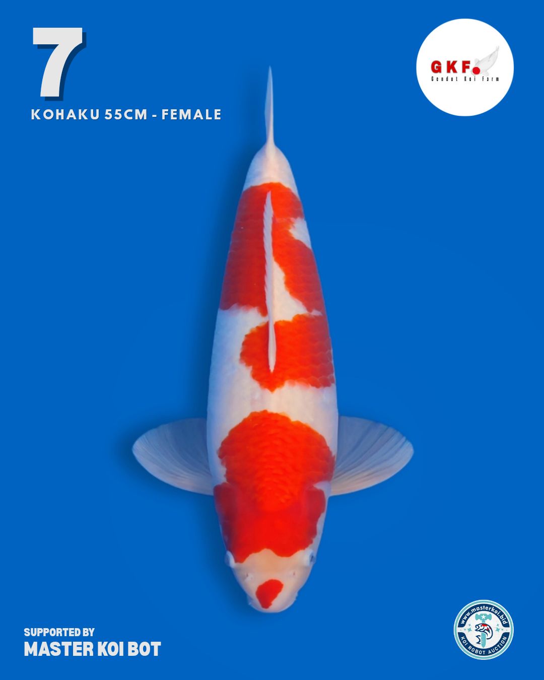 Lelang Koi Online, Jual Beli Ikan Koi, Pusat Jual Beli Koi, Info Lelang Koi Hari Ini, Platform Jual Beli Koi, Jual Beli Ikan Koi Online, Marketplace Ikan Koi, Jual Koi Terbaik, Tempat Beli Koi Berkualitas, Pasar Ikan Koi Online Terpercaya, Penjual Ikan Koi Terpercaya, Beli Koi Hias Online, Ikan Koi untuk Dijual, Koi Kualitas Terbaik, Toko Online Ikan Koi, Koi Hias Untuk Dijual, Jual Beli Ikan Koi Lokal, Koi Indonesia Online, Pusat Jual Beli Koi Terbesar