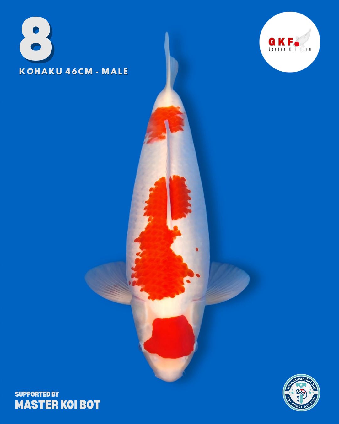 Lelang Koi Online, Jual Beli Ikan Koi, Pusat Jual Beli Koi, Info Lelang Koi Hari Ini, Platform Jual Beli Koi, Jual Beli Ikan Koi Online, Marketplace Ikan Koi, Jual Koi Terbaik, Tempat Beli Koi Berkualitas, Pasar Ikan Koi Online Terpercaya, Penjual Ikan Koi Terpercaya, Beli Koi Hias Online, Ikan Koi untuk Dijual, Koi Kualitas Terbaik, Toko Online Ikan Koi, Koi Hias Untuk Dijual, Jual Beli Ikan Koi Lokal, Koi Indonesia Online, Pusat Jual Beli Koi Terbesar