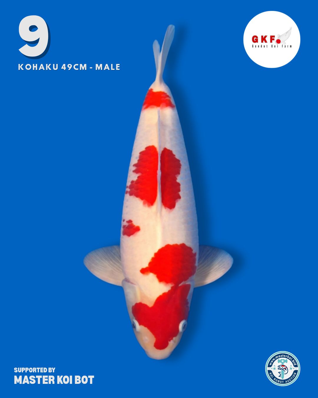 Lelang Koi Online, Jual Beli Ikan Koi, Pusat Jual Beli Koi, Info Lelang Koi Hari Ini, Platform Jual Beli Koi, Jual Beli Ikan Koi Online, Marketplace Ikan Koi, Jual Koi Terbaik, Tempat Beli Koi Berkualitas, Pasar Ikan Koi Online Terpercaya, Penjual Ikan Koi Terpercaya, Beli Koi Hias Online, Ikan Koi untuk Dijual, Koi Kualitas Terbaik, Toko Online Ikan Koi, Koi Hias Untuk Dijual, Jual Beli Ikan Koi Lokal, Koi Indonesia Online, Pusat Jual Beli Koi Terbesar