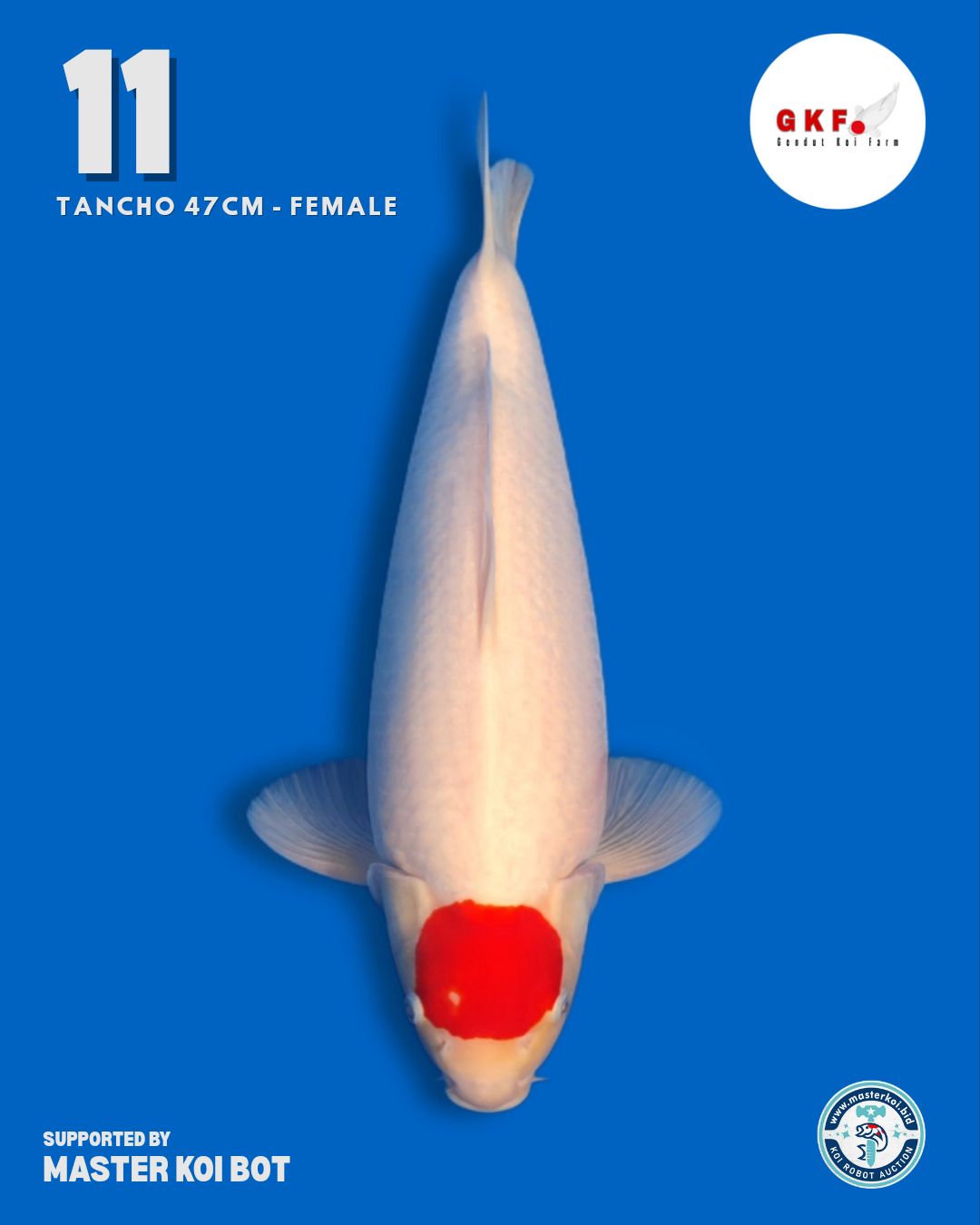 Lelang Koi Online, Jual Beli Ikan Koi, Pusat Jual Beli Koi, Info Lelang Koi Hari Ini, Platform Jual Beli Koi, Jual Beli Ikan Koi Online, Marketplace Ikan Koi, Jual Koi Terbaik, Tempat Beli Koi Berkualitas, Pasar Ikan Koi Online Terpercaya, Penjual Ikan Koi Terpercaya, Beli Koi Hias Online, Ikan Koi untuk Dijual, Koi Kualitas Terbaik, Toko Online Ikan Koi, Koi Hias Untuk Dijual, Jual Beli Ikan Koi Lokal, Koi Indonesia Online, Pusat Jual Beli Koi Terbesar