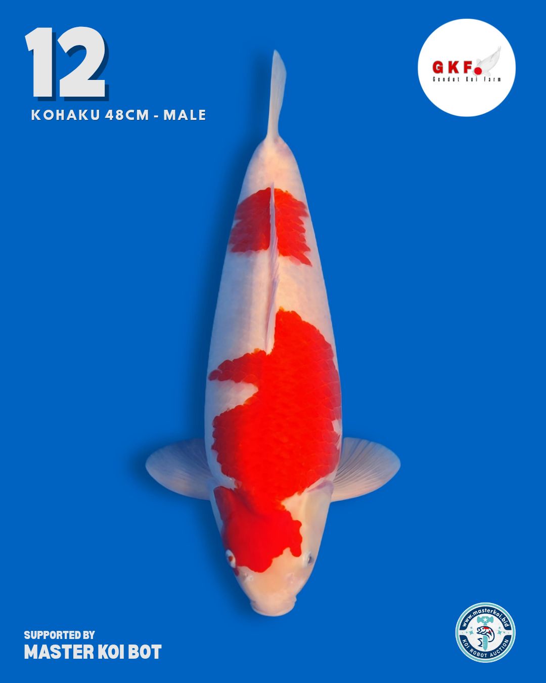 Lelang Koi Online, Jual Beli Ikan Koi, Pusat Jual Beli Koi, Info Lelang Koi Hari Ini, Platform Jual Beli Koi, Jual Beli Ikan Koi Online, Marketplace Ikan Koi, Jual Koi Terbaik, Tempat Beli Koi Berkualitas, Pasar Ikan Koi Online Terpercaya, Penjual Ikan Koi Terpercaya, Beli Koi Hias Online, Ikan Koi untuk Dijual, Koi Kualitas Terbaik, Toko Online Ikan Koi, Koi Hias Untuk Dijual, Jual Beli Ikan Koi Lokal, Koi Indonesia Online, Pusat Jual Beli Koi Terbesar