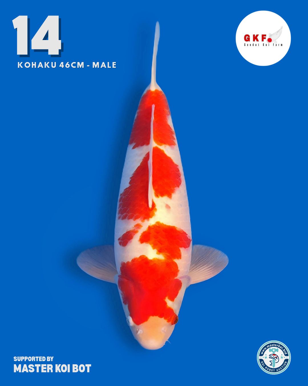 Lelang Koi Online, Jual Beli Ikan Koi, Pusat Jual Beli Koi, Info Lelang Koi Hari Ini, Platform Jual Beli Koi, Jual Beli Ikan Koi Online, Marketplace Ikan Koi, Jual Koi Terbaik, Tempat Beli Koi Berkualitas, Pasar Ikan Koi Online Terpercaya, Penjual Ikan Koi Terpercaya, Beli Koi Hias Online, Ikan Koi untuk Dijual, Koi Kualitas Terbaik, Toko Online Ikan Koi, Koi Hias Untuk Dijual, Jual Beli Ikan Koi Lokal, Koi Indonesia Online, Pusat Jual Beli Koi Terbesar