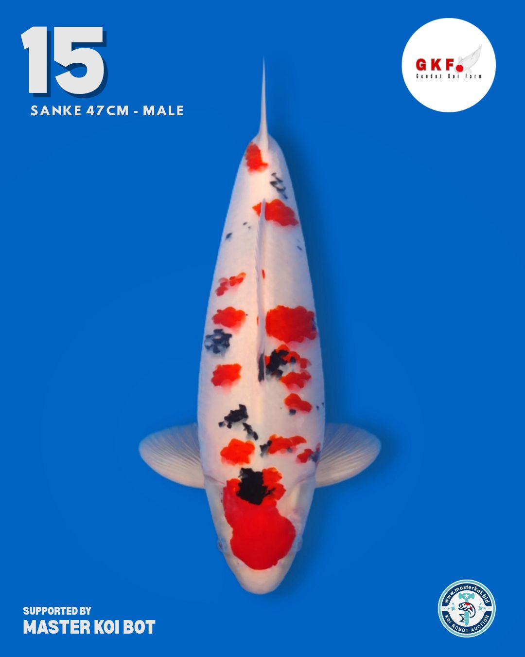 Lelang Koi Online, Jual Beli Ikan Koi, Pusat Jual Beli Koi, Info Lelang Koi Hari Ini, Platform Jual Beli Koi, Jual Beli Ikan Koi Online, Marketplace Ikan Koi, Jual Koi Terbaik, Tempat Beli Koi Berkualitas, Pasar Ikan Koi Online Terpercaya, Penjual Ikan Koi Terpercaya, Beli Koi Hias Online, Ikan Koi untuk Dijual, Koi Kualitas Terbaik, Toko Online Ikan Koi, Koi Hias Untuk Dijual, Jual Beli Ikan Koi Lokal, Koi Indonesia Online, Pusat Jual Beli Koi Terbesar
