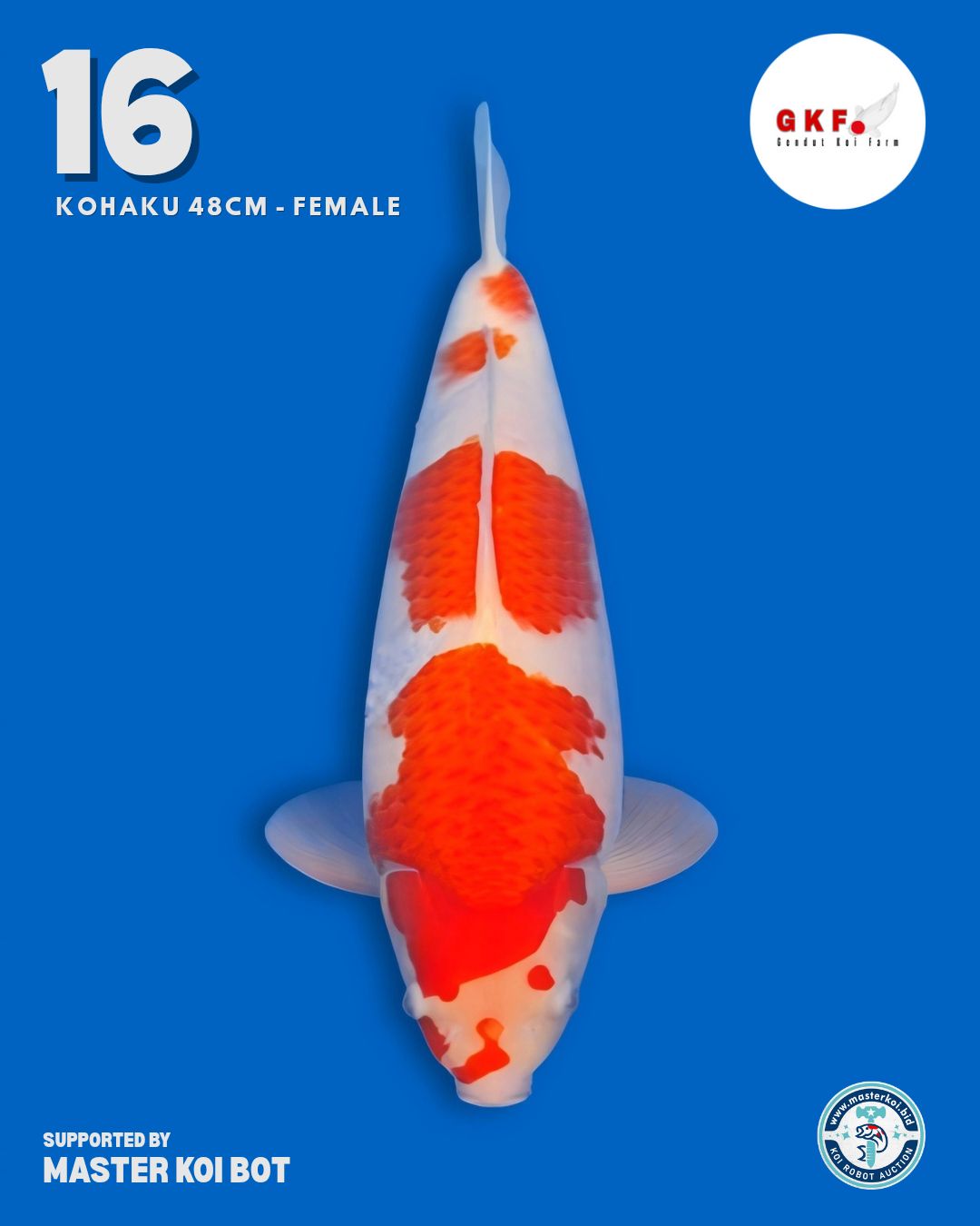 Lelang Koi Online, Jual Beli Ikan Koi, Pusat Jual Beli Koi, Info Lelang Koi Hari Ini, Platform Jual Beli Koi, Jual Beli Ikan Koi Online, Marketplace Ikan Koi, Jual Koi Terbaik, Tempat Beli Koi Berkualitas, Pasar Ikan Koi Online Terpercaya, Penjual Ikan Koi Terpercaya, Beli Koi Hias Online, Ikan Koi untuk Dijual, Koi Kualitas Terbaik, Toko Online Ikan Koi, Koi Hias Untuk Dijual, Jual Beli Ikan Koi Lokal, Koi Indonesia Online, Pusat Jual Beli Koi Terbesar