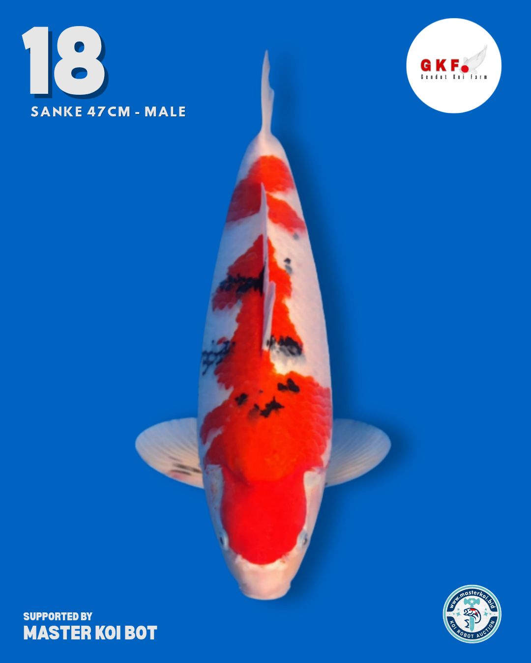 Lelang Koi Online, Jual Beli Ikan Koi, Pusat Jual Beli Koi, Info Lelang Koi Hari Ini, Platform Jual Beli Koi, Jual Beli Ikan Koi Online, Marketplace Ikan Koi, Jual Koi Terbaik, Tempat Beli Koi Berkualitas, Pasar Ikan Koi Online Terpercaya, Penjual Ikan Koi Terpercaya, Beli Koi Hias Online, Ikan Koi untuk Dijual, Koi Kualitas Terbaik, Toko Online Ikan Koi, Koi Hias Untuk Dijual, Jual Beli Ikan Koi Lokal, Koi Indonesia Online, Pusat Jual Beli Koi Terbesar