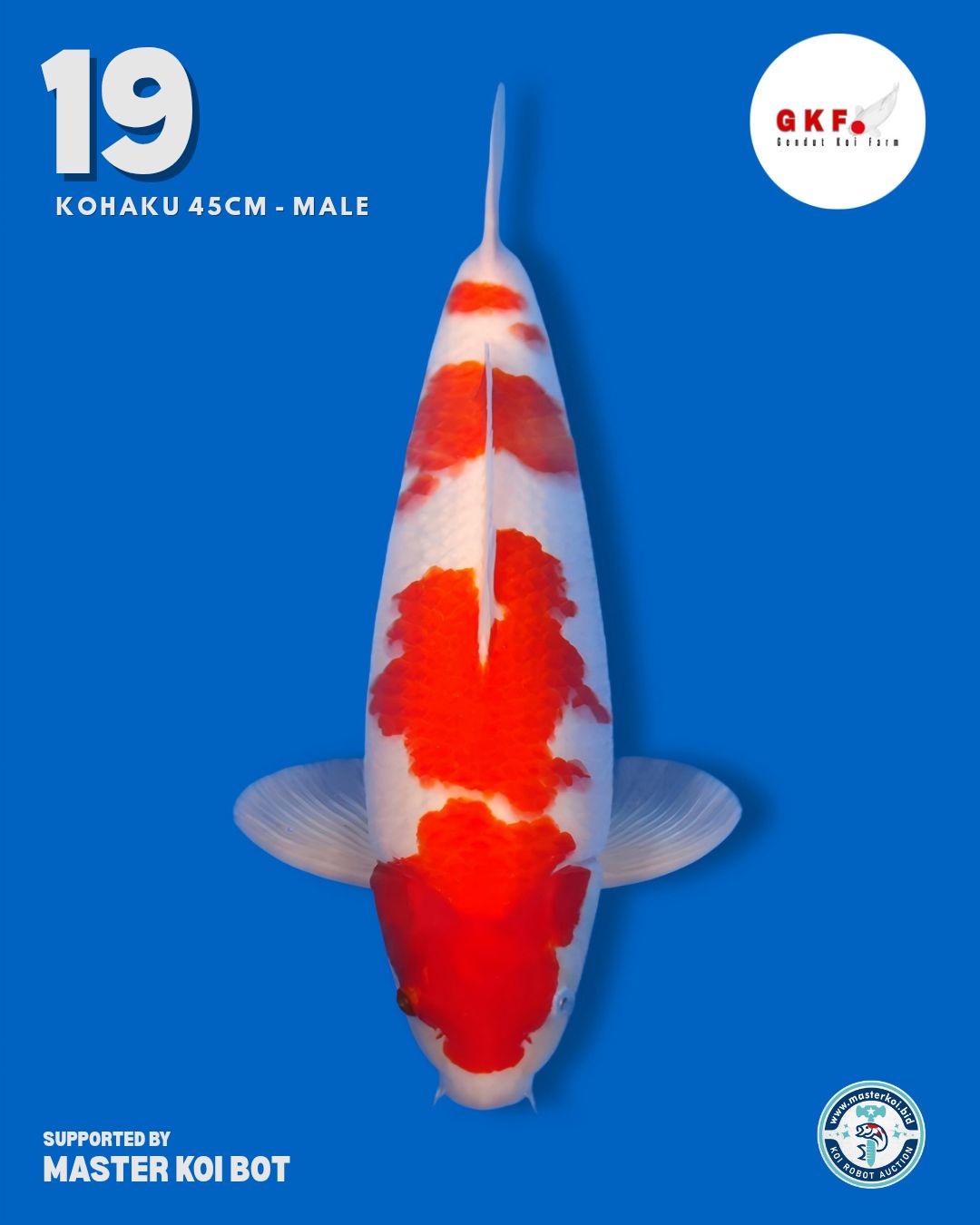 Lelang Koi Online, Jual Beli Ikan Koi, Pusat Jual Beli Koi, Info Lelang Koi Hari Ini, Platform Jual Beli Koi, Jual Beli Ikan Koi Online, Marketplace Ikan Koi, Jual Koi Terbaik, Tempat Beli Koi Berkualitas, Pasar Ikan Koi Online Terpercaya, Penjual Ikan Koi Terpercaya, Beli Koi Hias Online, Ikan Koi untuk Dijual, Koi Kualitas Terbaik, Toko Online Ikan Koi, Koi Hias Untuk Dijual, Jual Beli Ikan Koi Lokal, Koi Indonesia Online, Pusat Jual Beli Koi Terbesar