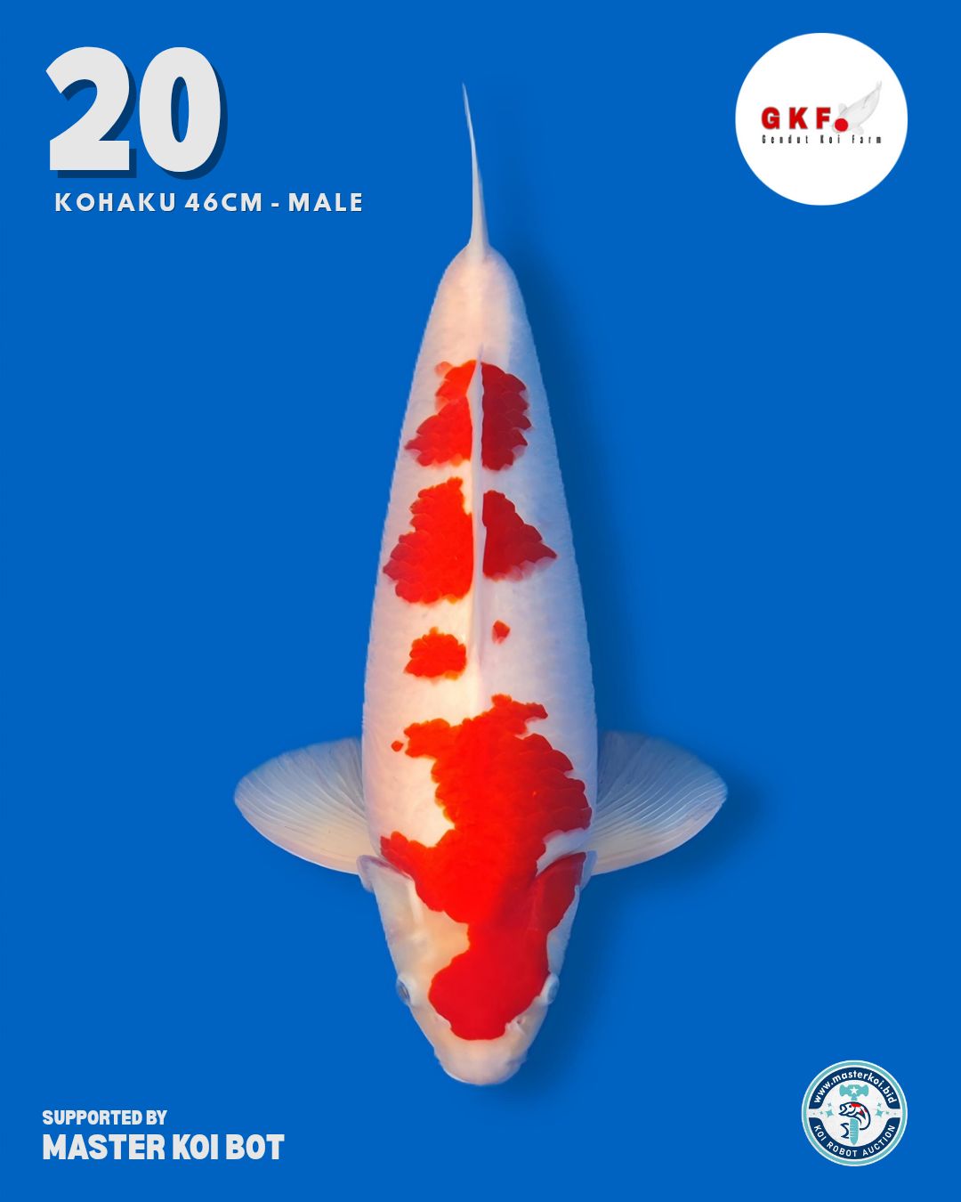 Lelang Koi Online, Jual Beli Ikan Koi, Pusat Jual Beli Koi, Info Lelang Koi Hari Ini, Platform Jual Beli Koi, Jual Beli Ikan Koi Online, Marketplace Ikan Koi, Jual Koi Terbaik, Tempat Beli Koi Berkualitas, Pasar Ikan Koi Online Terpercaya, Penjual Ikan Koi Terpercaya, Beli Koi Hias Online, Ikan Koi untuk Dijual, Koi Kualitas Terbaik, Toko Online Ikan Koi, Koi Hias Untuk Dijual, Jual Beli Ikan Koi Lokal, Koi Indonesia Online, Pusat Jual Beli Koi Terbesar