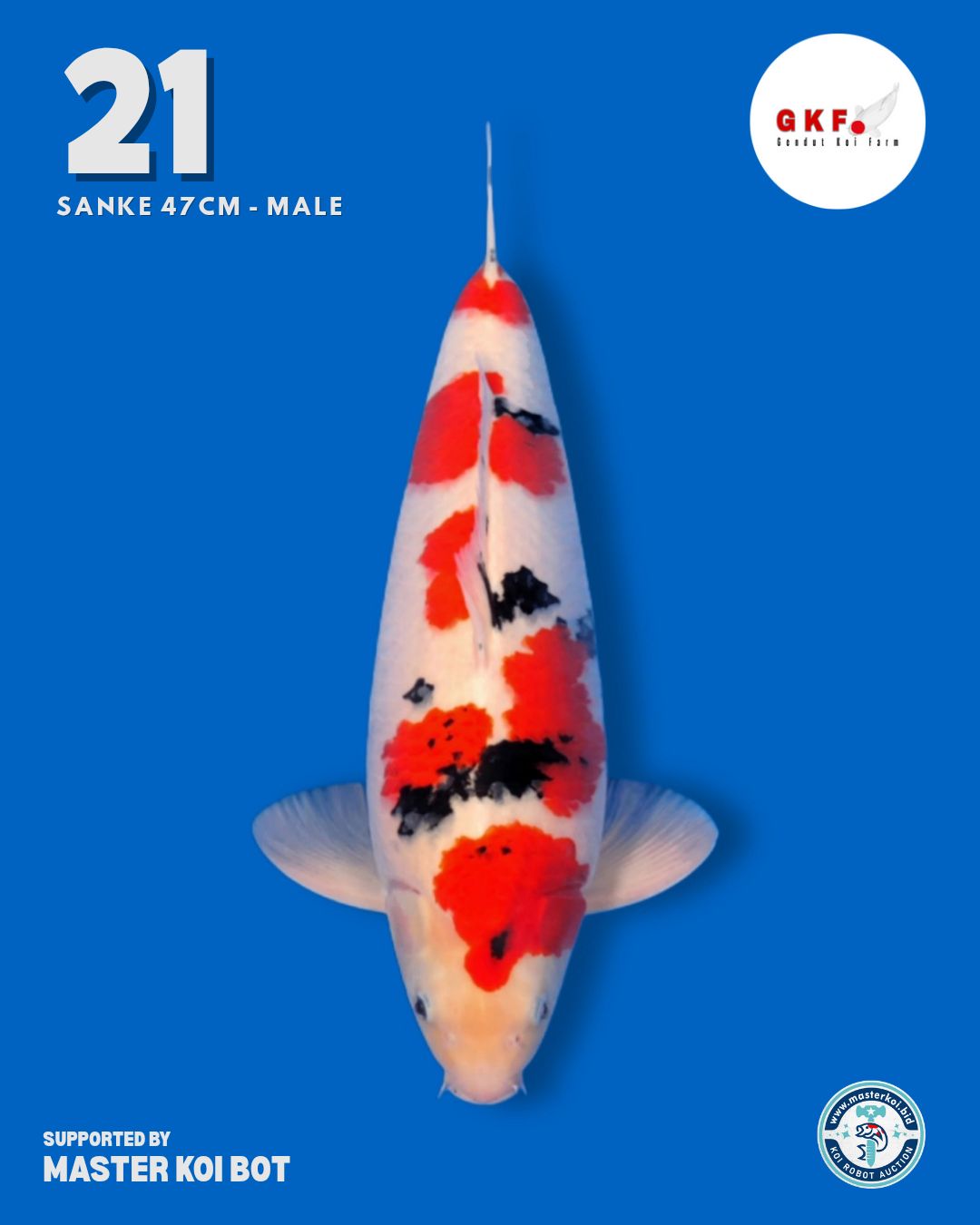 Lelang Koi Online, Jual Beli Ikan Koi, Pusat Jual Beli Koi, Info Lelang Koi Hari Ini, Platform Jual Beli Koi, Jual Beli Ikan Koi Online, Marketplace Ikan Koi, Jual Koi Terbaik, Tempat Beli Koi Berkualitas, Pasar Ikan Koi Online Terpercaya, Penjual Ikan Koi Terpercaya, Beli Koi Hias Online, Ikan Koi untuk Dijual, Koi Kualitas Terbaik, Toko Online Ikan Koi, Koi Hias Untuk Dijual, Jual Beli Ikan Koi Lokal, Koi Indonesia Online, Pusat Jual Beli Koi Terbesar