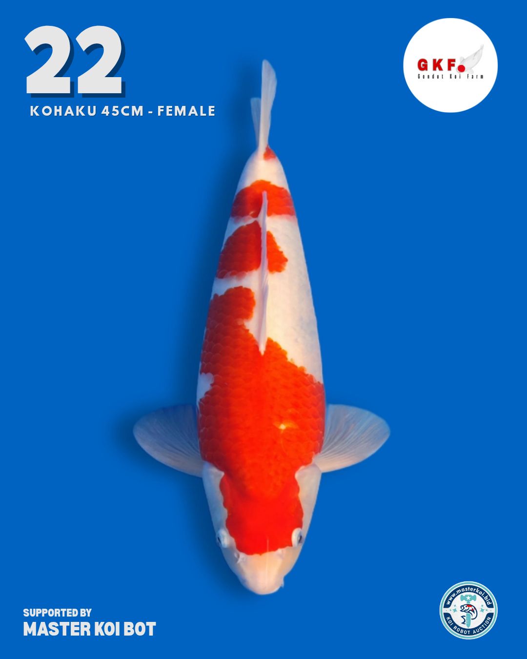 Lelang Koi Online, Jual Beli Ikan Koi, Pusat Jual Beli Koi, Info Lelang Koi Hari Ini, Platform Jual Beli Koi, Jual Beli Ikan Koi Online, Marketplace Ikan Koi, Jual Koi Terbaik, Tempat Beli Koi Berkualitas, Pasar Ikan Koi Online Terpercaya, Penjual Ikan Koi Terpercaya, Beli Koi Hias Online, Ikan Koi untuk Dijual, Koi Kualitas Terbaik, Toko Online Ikan Koi, Koi Hias Untuk Dijual, Jual Beli Ikan Koi Lokal, Koi Indonesia Online, Pusat Jual Beli Koi Terbesar