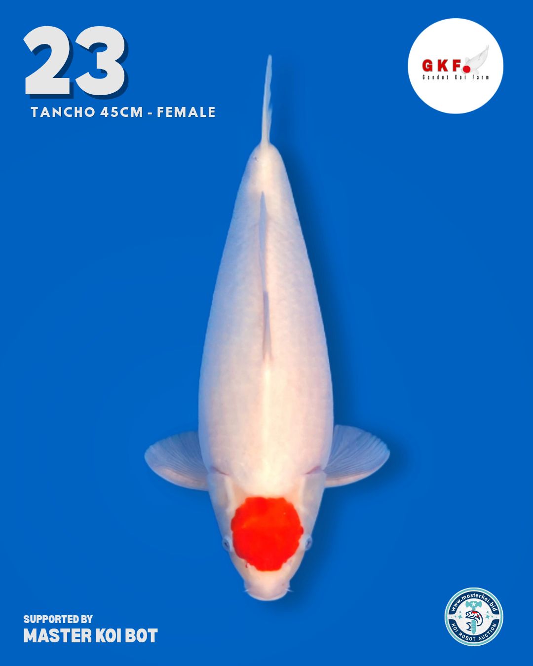 Lelang Koi Online, Jual Beli Ikan Koi, Pusat Jual Beli Koi, Info Lelang Koi Hari Ini, Platform Jual Beli Koi, Jual Beli Ikan Koi Online, Marketplace Ikan Koi, Jual Koi Terbaik, Tempat Beli Koi Berkualitas, Pasar Ikan Koi Online Terpercaya, Penjual Ikan Koi Terpercaya, Beli Koi Hias Online, Ikan Koi untuk Dijual, Koi Kualitas Terbaik, Toko Online Ikan Koi, Koi Hias Untuk Dijual, Jual Beli Ikan Koi Lokal, Koi Indonesia Online, Pusat Jual Beli Koi Terbesar