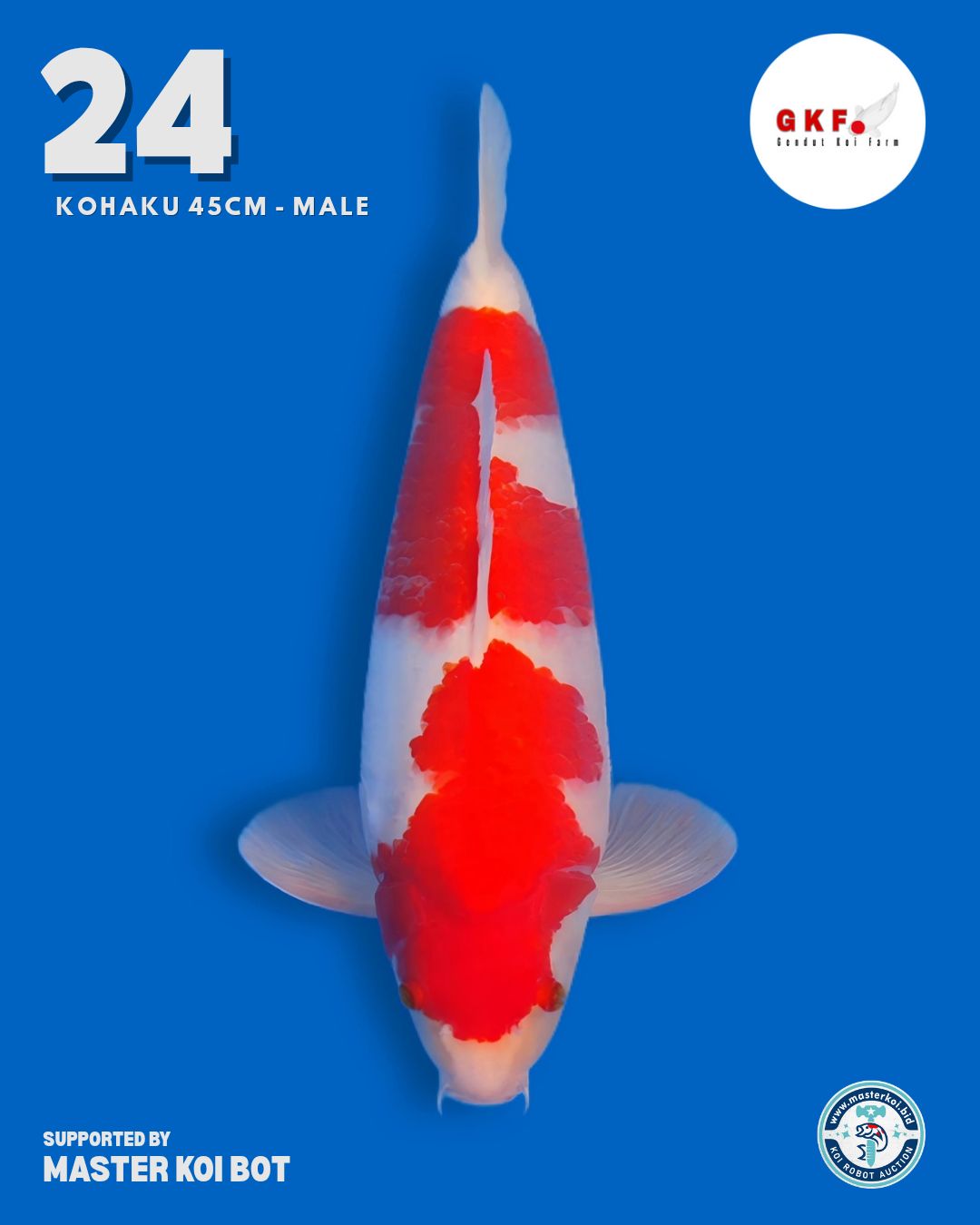 Lelang Koi Online, Jual Beli Ikan Koi, Pusat Jual Beli Koi, Info Lelang Koi Hari Ini, Platform Jual Beli Koi, Jual Beli Ikan Koi Online, Marketplace Ikan Koi, Jual Koi Terbaik, Tempat Beli Koi Berkualitas, Pasar Ikan Koi Online Terpercaya, Penjual Ikan Koi Terpercaya, Beli Koi Hias Online, Ikan Koi untuk Dijual, Koi Kualitas Terbaik, Toko Online Ikan Koi, Koi Hias Untuk Dijual, Jual Beli Ikan Koi Lokal, Koi Indonesia Online, Pusat Jual Beli Koi Terbesar
