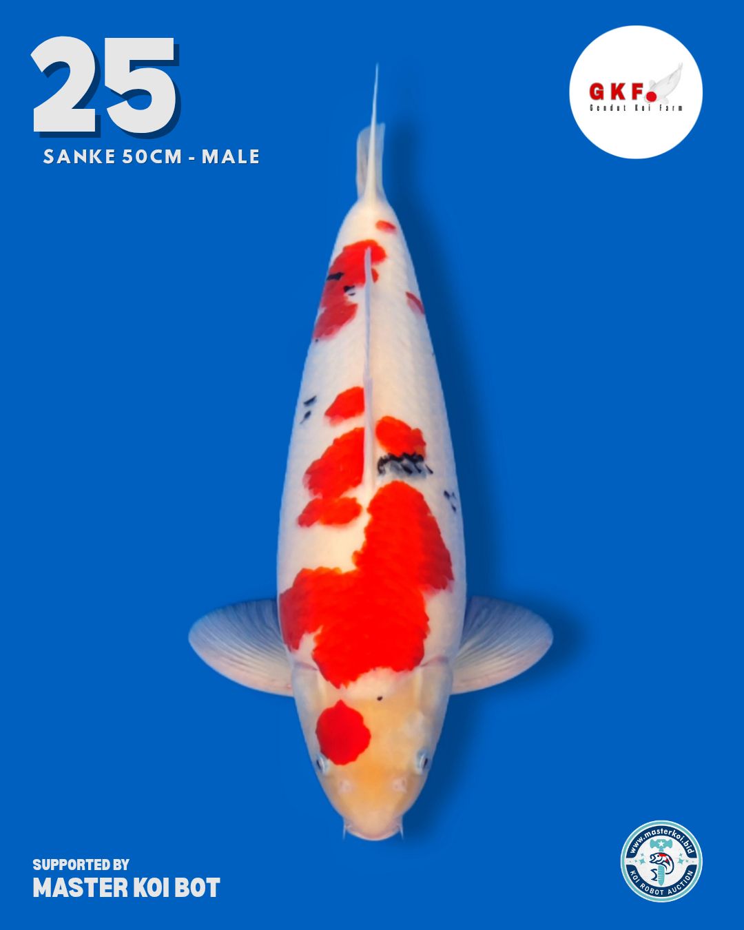 Lelang Koi Online, Jual Beli Ikan Koi, Pusat Jual Beli Koi, Info Lelang Koi Hari Ini, Platform Jual Beli Koi, Jual Beli Ikan Koi Online, Marketplace Ikan Koi, Jual Koi Terbaik, Tempat Beli Koi Berkualitas, Pasar Ikan Koi Online Terpercaya, Penjual Ikan Koi Terpercaya, Beli Koi Hias Online, Ikan Koi untuk Dijual, Koi Kualitas Terbaik, Toko Online Ikan Koi, Koi Hias Untuk Dijual, Jual Beli Ikan Koi Lokal, Koi Indonesia Online, Pusat Jual Beli Koi Terbesar