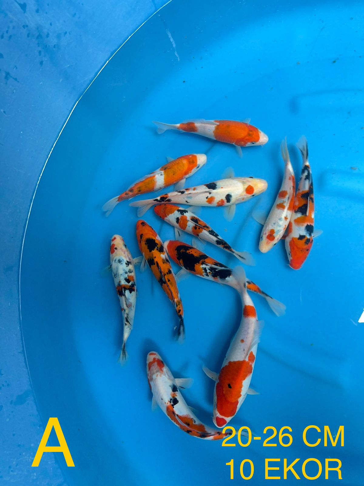 Lelang Koi Online, Jual Beli Ikan Koi, Pusat Jual Beli Koi, Info Lelang Koi Hari Ini, Platform Jual Beli Koi, Jual Beli Ikan Koi Online, Marketplace Ikan Koi, Jual Koi Terbaik, Tempat Beli Koi Berkualitas, Pasar Ikan Koi Online Terpercaya, Penjual Ikan Koi Terpercaya, Beli Koi Hias Online, Ikan Koi untuk Dijual, Koi Kualitas Terbaik, Toko Online Ikan Koi, Koi Hias Untuk Dijual, Jual Beli Ikan Koi Lokal, Koi Indonesia Online, Pusat Jual Beli Koi Terbesar