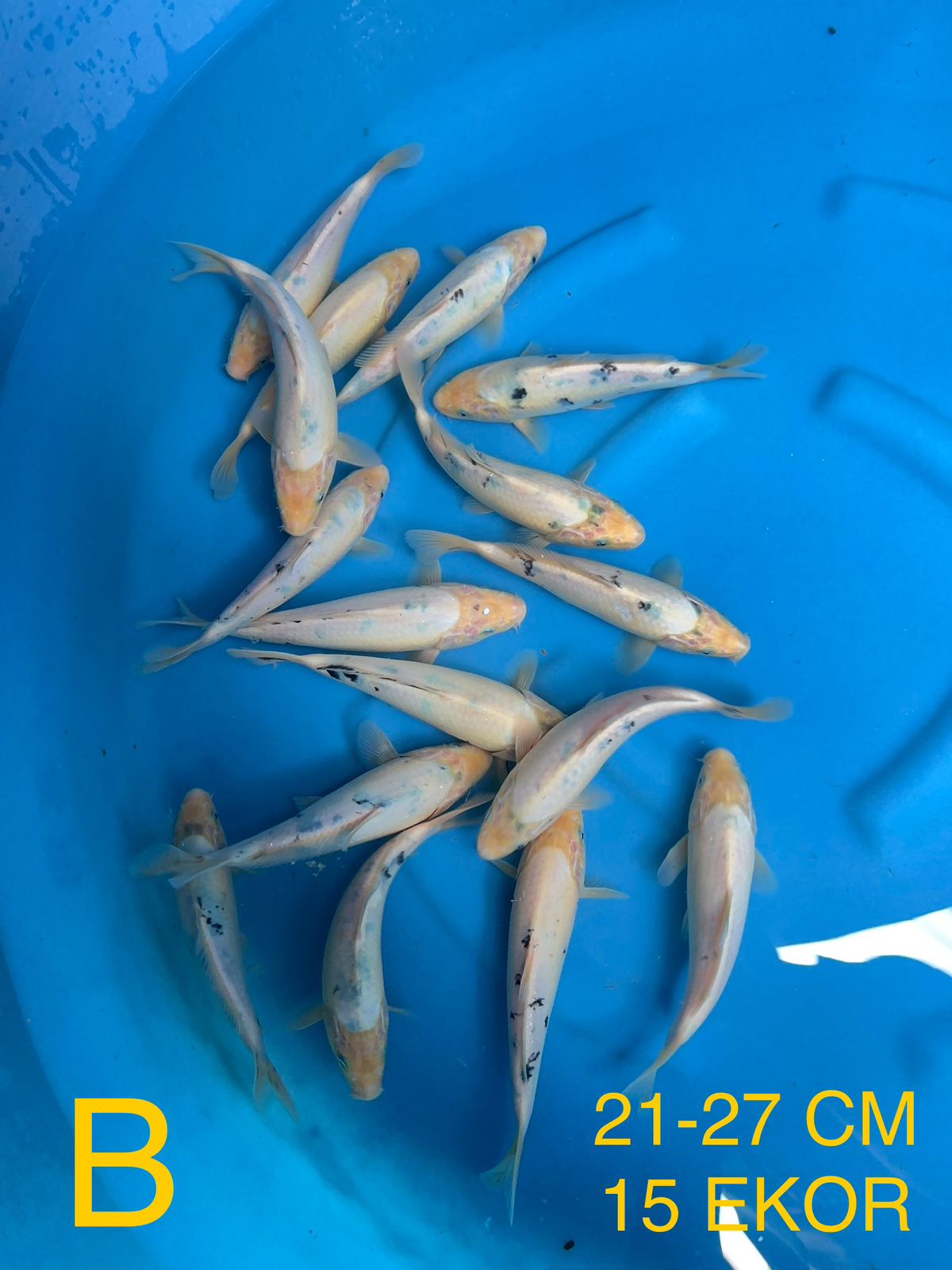 Lelang Koi Online, Jual Beli Ikan Koi, Pusat Jual Beli Koi, Info Lelang Koi Hari Ini, Platform Jual Beli Koi, Jual Beli Ikan Koi Online, Marketplace Ikan Koi, Jual Koi Terbaik, Tempat Beli Koi Berkualitas, Pasar Ikan Koi Online Terpercaya, Penjual Ikan Koi Terpercaya, Beli Koi Hias Online, Ikan Koi untuk Dijual, Koi Kualitas Terbaik, Toko Online Ikan Koi, Koi Hias Untuk Dijual, Jual Beli Ikan Koi Lokal, Koi Indonesia Online, Pusat Jual Beli Koi Terbesar