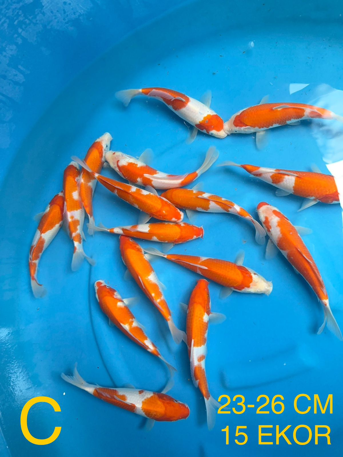Lelang Koi Online, Jual Beli Ikan Koi, Pusat Jual Beli Koi, Info Lelang Koi Hari Ini, Platform Jual Beli Koi, Jual Beli Ikan Koi Online, Marketplace Ikan Koi, Jual Koi Terbaik, Tempat Beli Koi Berkualitas, Pasar Ikan Koi Online Terpercaya, Penjual Ikan Koi Terpercaya, Beli Koi Hias Online, Ikan Koi untuk Dijual, Koi Kualitas Terbaik, Toko Online Ikan Koi, Koi Hias Untuk Dijual, Jual Beli Ikan Koi Lokal, Koi Indonesia Online, Pusat Jual Beli Koi Terbesar