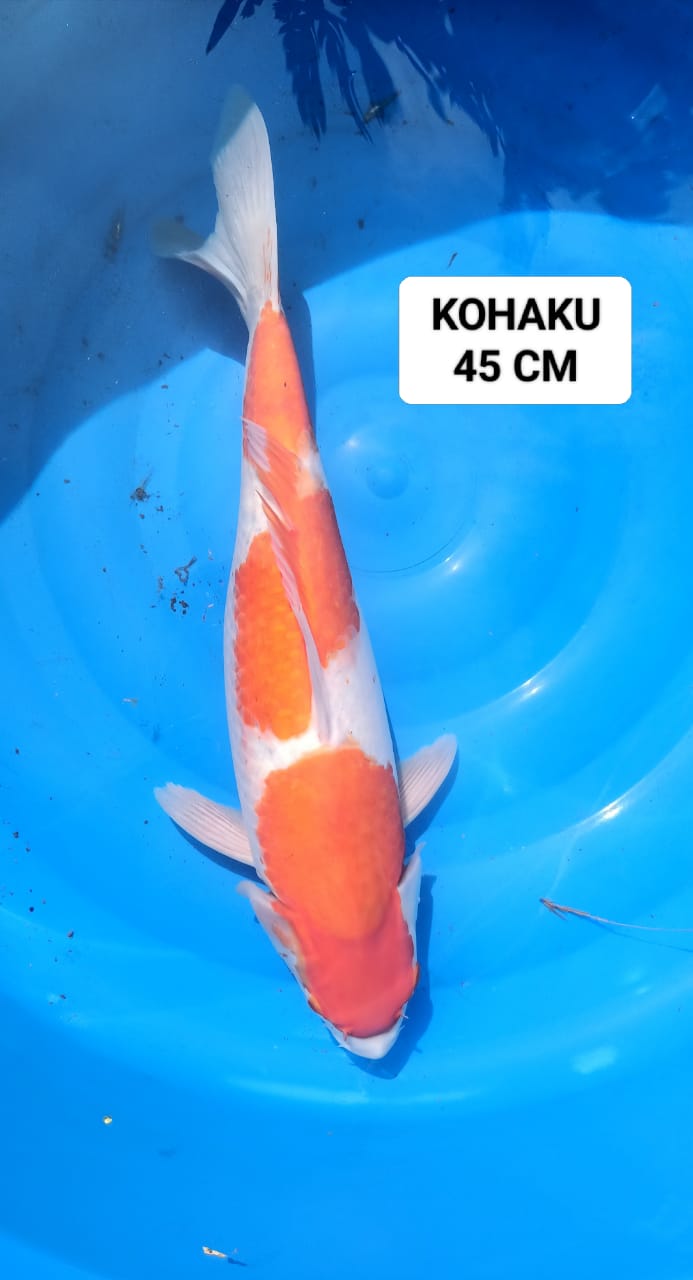 Lelang Koi Online, Jual Beli Ikan Koi, Pusat Jual Beli Koi, Info Lelang Koi Hari Ini, Platform Jual Beli Koi, Jual Beli Ikan Koi Online, Marketplace Ikan Koi, Jual Koi Terbaik, Tempat Beli Koi Berkualitas, Pasar Ikan Koi Online Terpercaya, Penjual Ikan Koi Terpercaya, Beli Koi Hias Online, Ikan Koi untuk Dijual, Koi Kualitas Terbaik, Toko Online Ikan Koi, Koi Hias Untuk Dijual, Jual Beli Ikan Koi Lokal, Koi Indonesia Online, Pusat Jual Beli Koi Terbesar