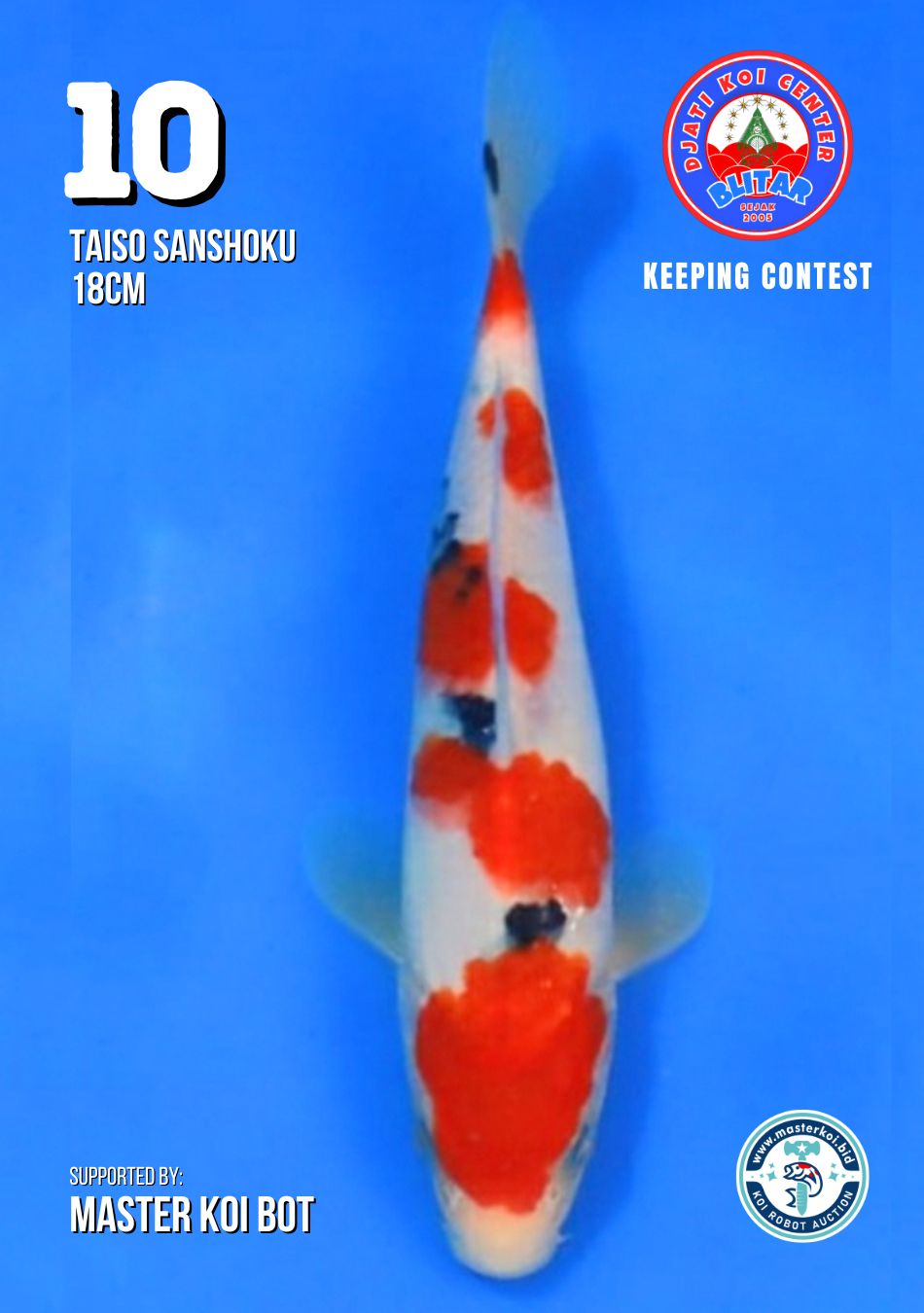 Lelang Koi Online, Jual Beli Ikan Koi, Pusat Jual Beli Koi, Info Lelang Koi Hari Ini, Platform Jual Beli Koi, Jual Beli Ikan Koi Online, Marketplace Ikan Koi, Jual Koi Terbaik, Tempat Beli Koi Berkualitas, Pasar Ikan Koi Online Terpercaya, Penjual Ikan Koi Terpercaya, Beli Koi Hias Online, Ikan Koi untuk Dijual, Koi Kualitas Terbaik, Toko Online Ikan Koi, Koi Hias Untuk Dijual, Jual Beli Ikan Koi Lokal, Koi Indonesia Online, Pusat Jual Beli Koi Terbesar