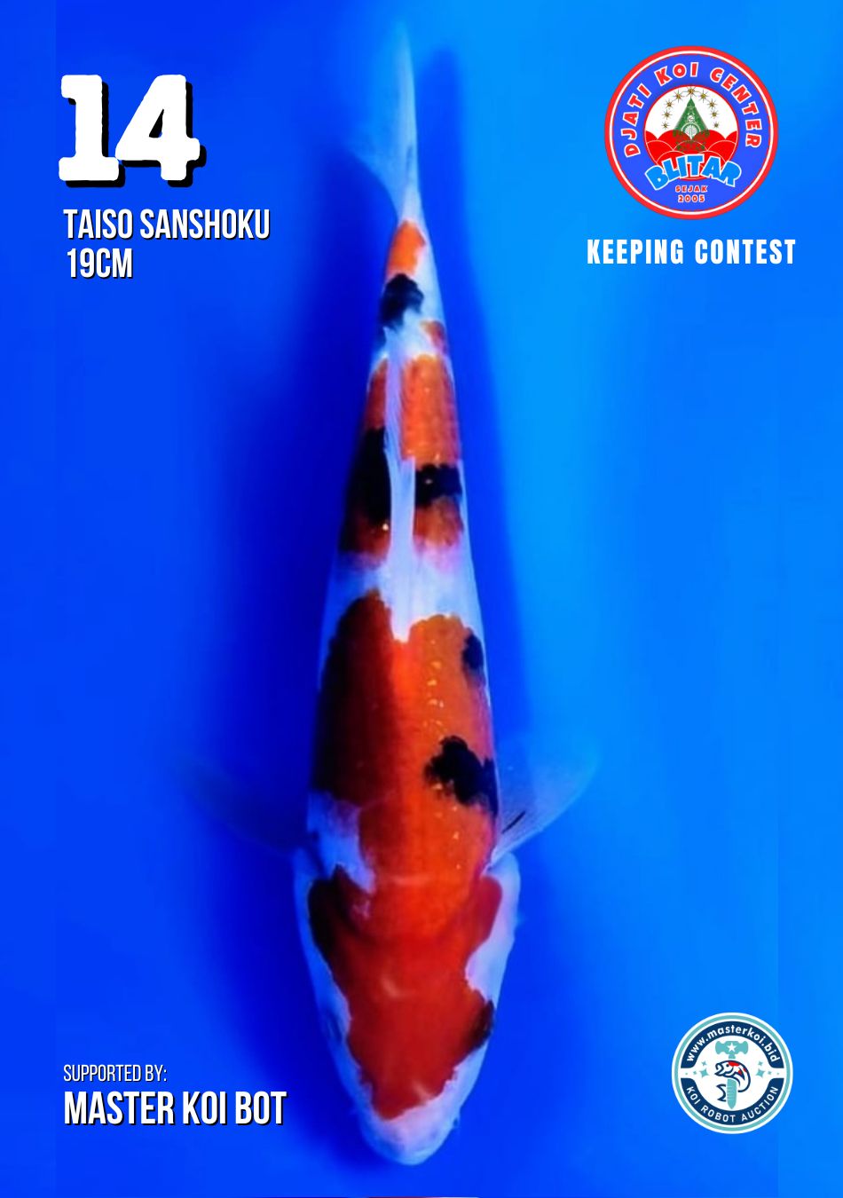 Lelang Koi Online, Jual Beli Ikan Koi, Pusat Jual Beli Koi, Info Lelang Koi Hari Ini, Platform Jual Beli Koi, Jual Beli Ikan Koi Online, Marketplace Ikan Koi, Jual Koi Terbaik, Tempat Beli Koi Berkualitas, Pasar Ikan Koi Online Terpercaya, Penjual Ikan Koi Terpercaya, Beli Koi Hias Online, Ikan Koi untuk Dijual, Koi Kualitas Terbaik, Toko Online Ikan Koi, Koi Hias Untuk Dijual, Jual Beli Ikan Koi Lokal, Koi Indonesia Online, Pusat Jual Beli Koi Terbesar