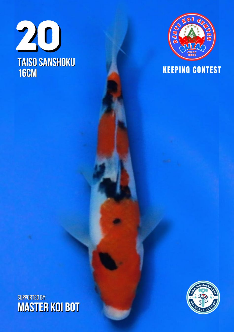 Lelang Koi Online, Jual Beli Ikan Koi, Pusat Jual Beli Koi, Info Lelang Koi Hari Ini, Platform Jual Beli Koi, Jual Beli Ikan Koi Online, Marketplace Ikan Koi, Jual Koi Terbaik, Tempat Beli Koi Berkualitas, Pasar Ikan Koi Online Terpercaya, Penjual Ikan Koi Terpercaya, Beli Koi Hias Online, Ikan Koi untuk Dijual, Koi Kualitas Terbaik, Toko Online Ikan Koi, Koi Hias Untuk Dijual, Jual Beli Ikan Koi Lokal, Koi Indonesia Online, Pusat Jual Beli Koi Terbesar