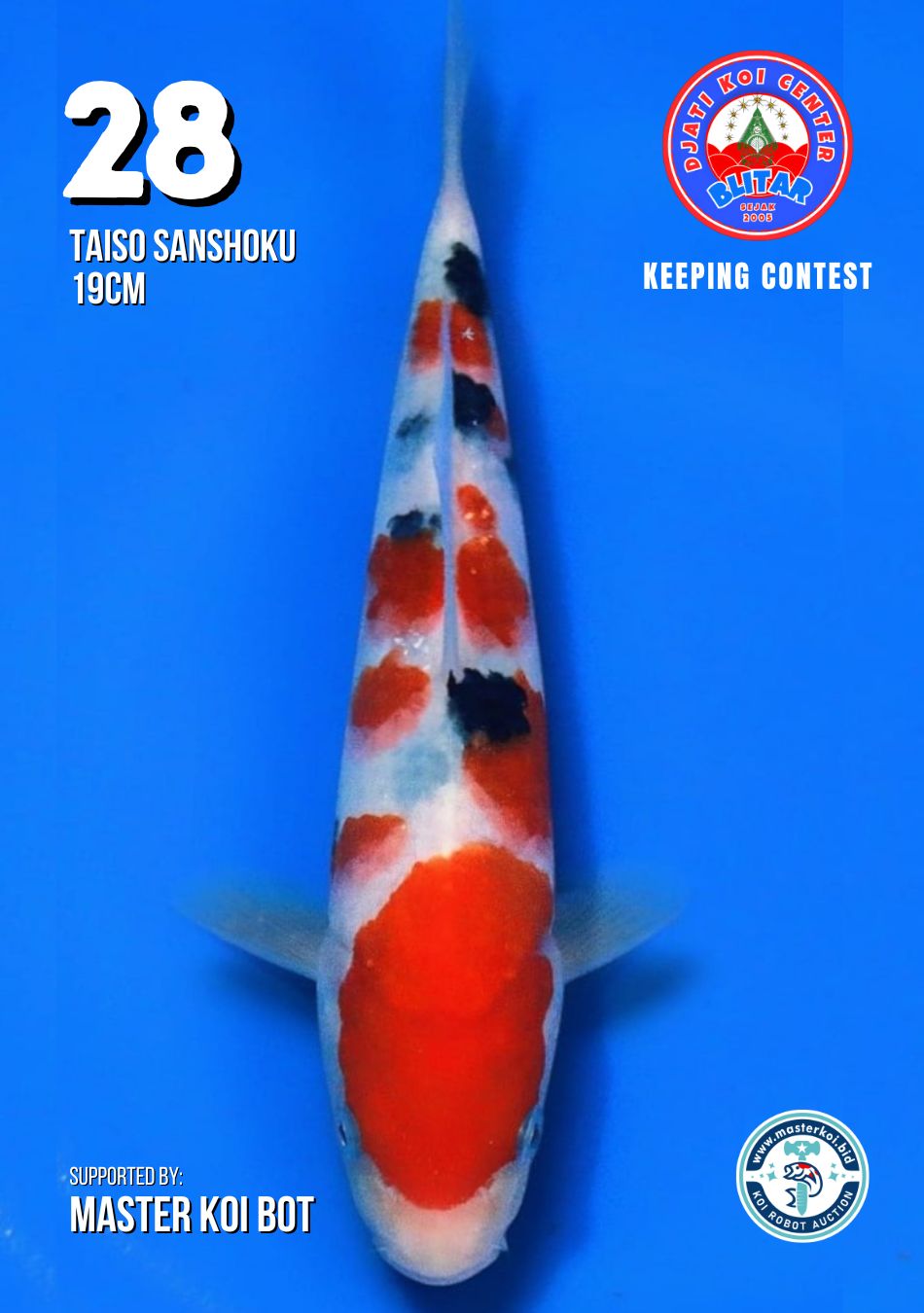 Lelang Koi Online, Jual Beli Ikan Koi, Pusat Jual Beli Koi, Info Lelang Koi Hari Ini, Platform Jual Beli Koi, Jual Beli Ikan Koi Online, Marketplace Ikan Koi, Jual Koi Terbaik, Tempat Beli Koi Berkualitas, Pasar Ikan Koi Online Terpercaya, Penjual Ikan Koi Terpercaya, Beli Koi Hias Online, Ikan Koi untuk Dijual, Koi Kualitas Terbaik, Toko Online Ikan Koi, Koi Hias Untuk Dijual, Jual Beli Ikan Koi Lokal, Koi Indonesia Online, Pusat Jual Beli Koi Terbesar