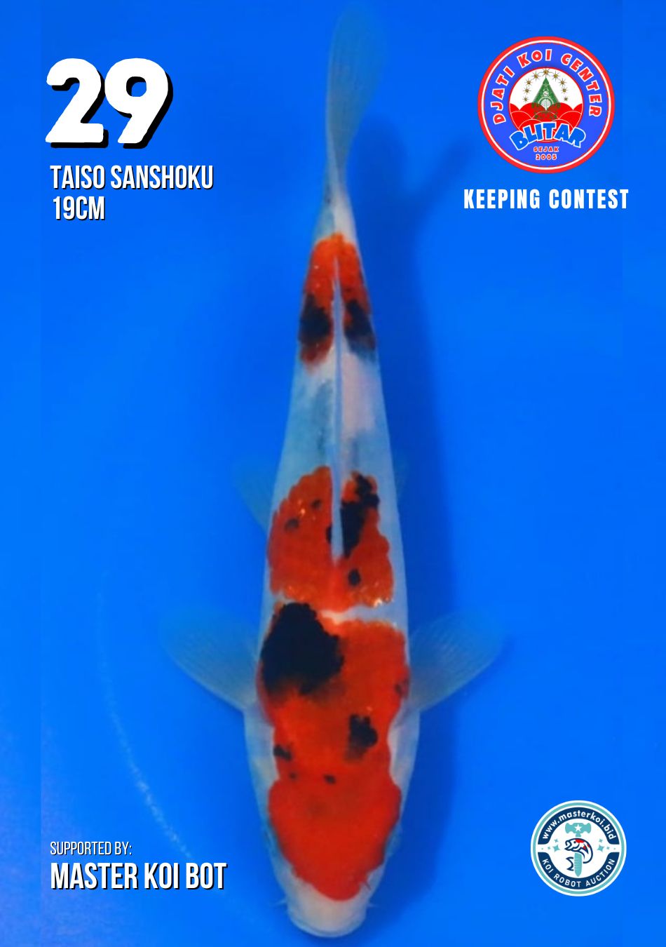 Lelang Koi Online, Jual Beli Ikan Koi, Pusat Jual Beli Koi, Info Lelang Koi Hari Ini, Platform Jual Beli Koi, Jual Beli Ikan Koi Online, Marketplace Ikan Koi, Jual Koi Terbaik, Tempat Beli Koi Berkualitas, Pasar Ikan Koi Online Terpercaya, Penjual Ikan Koi Terpercaya, Beli Koi Hias Online, Ikan Koi untuk Dijual, Koi Kualitas Terbaik, Toko Online Ikan Koi, Koi Hias Untuk Dijual, Jual Beli Ikan Koi Lokal, Koi Indonesia Online, Pusat Jual Beli Koi Terbesar